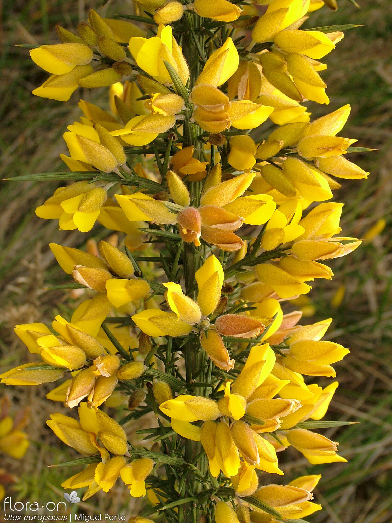 Ulex europaeus latebracteatus - Flor (geral) | Miguel Porto; CC BY-NC 4.0