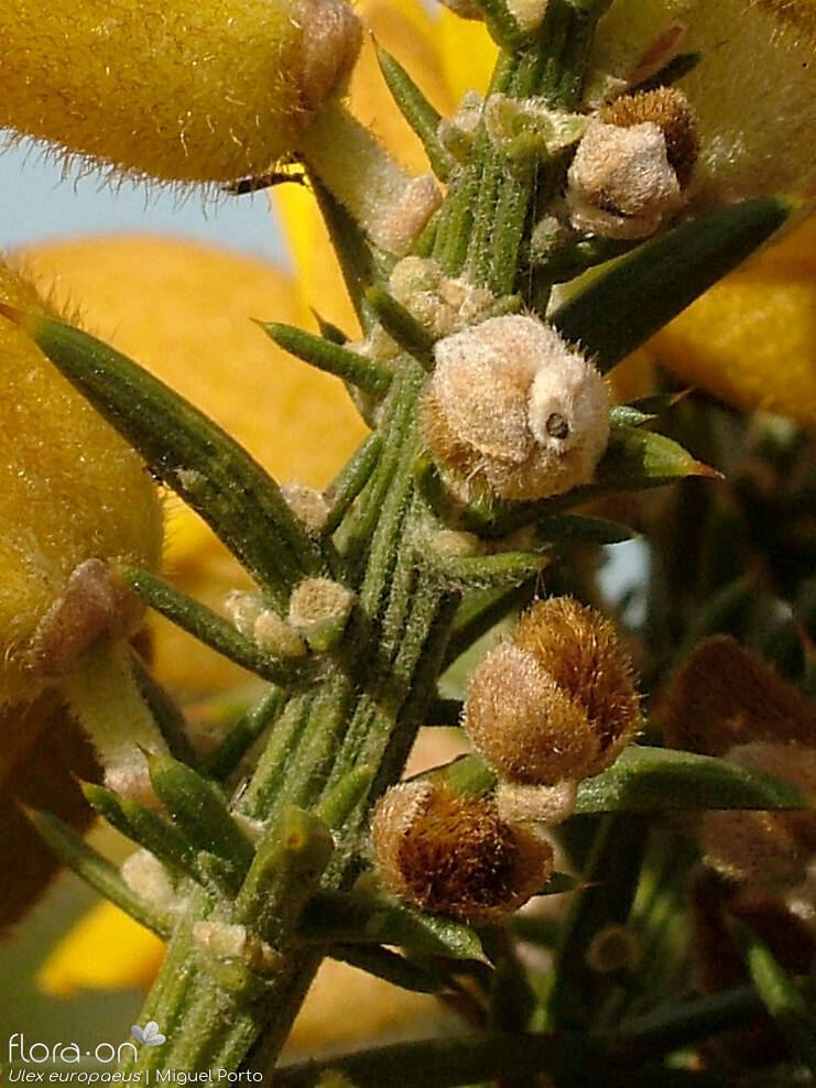 Ulex europaeus latebracteatus - Caule | Miguel Porto; CC BY-NC 4.0