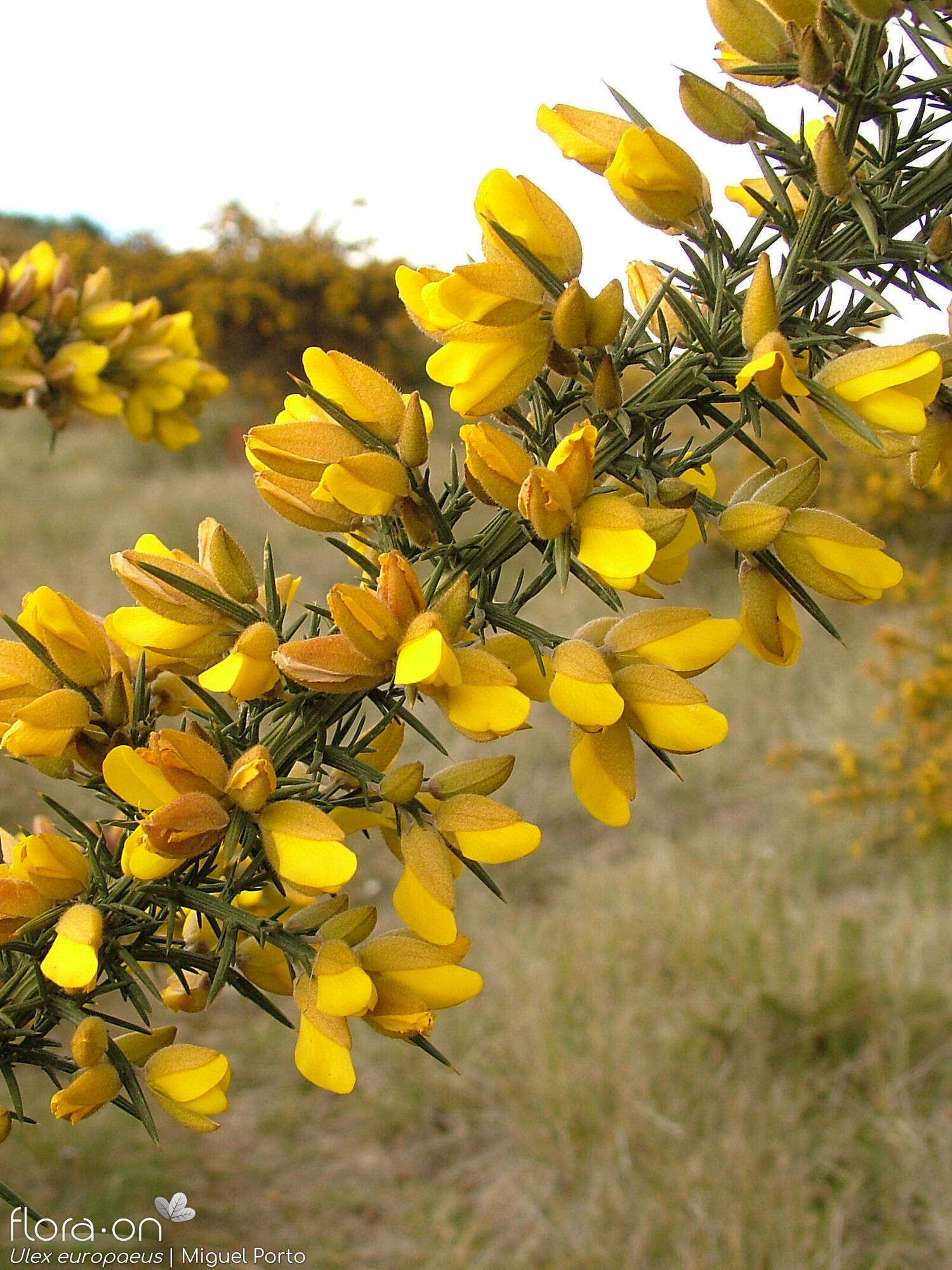 Ulex europaeus latebracteatus - Flor (geral) | Miguel Porto; CC BY-NC 4.0