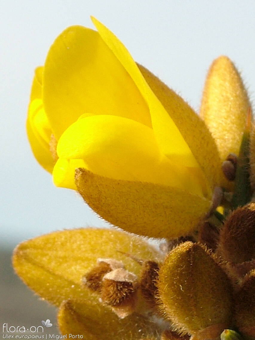 Ulex europaeus latebracteatus - Flor (close-up) | Miguel Porto; CC BY-NC 4.0