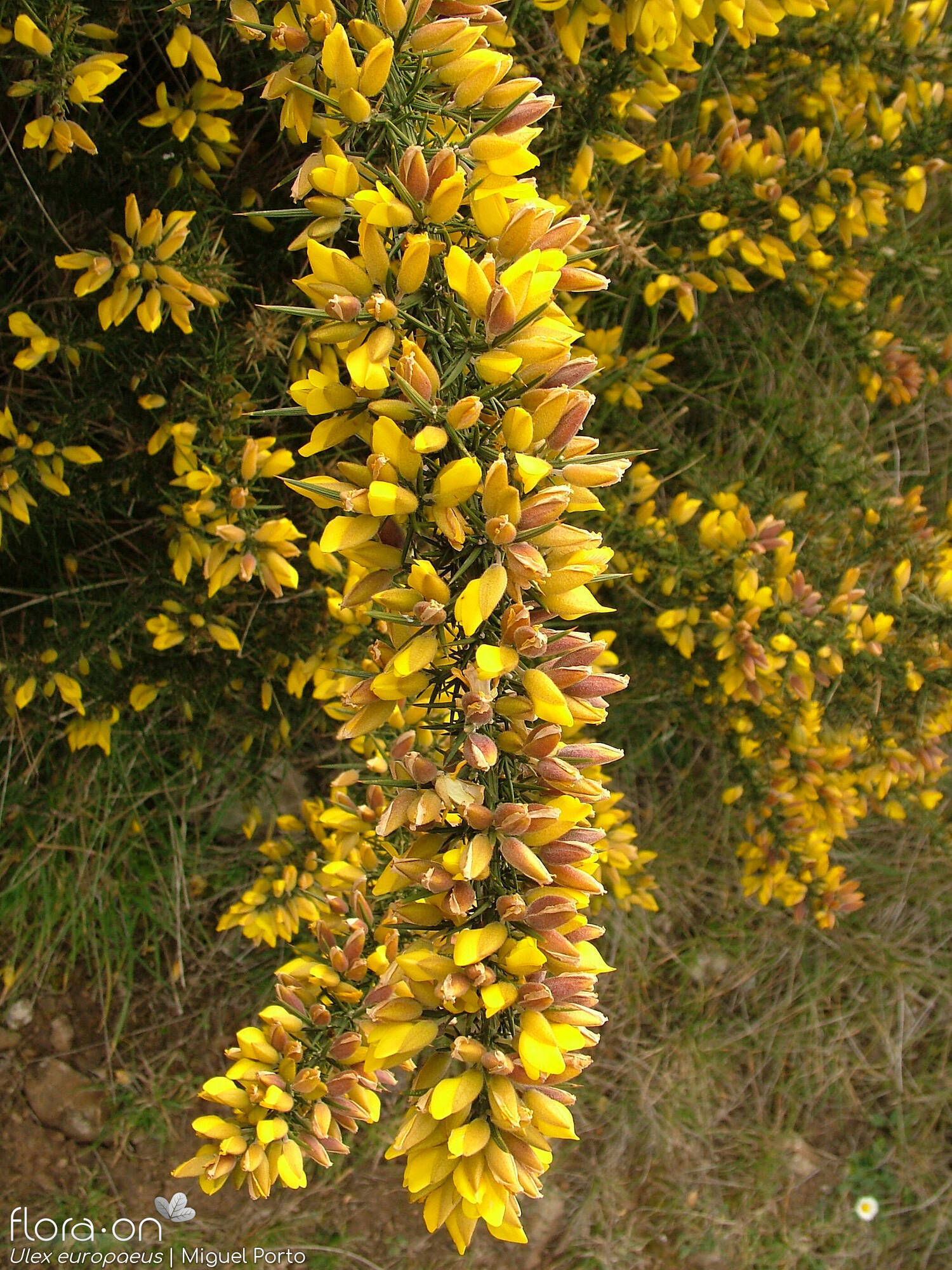 Ulex europaeus latebracteatus - Flor (geral) | Miguel Porto; CC BY-NC 4.0