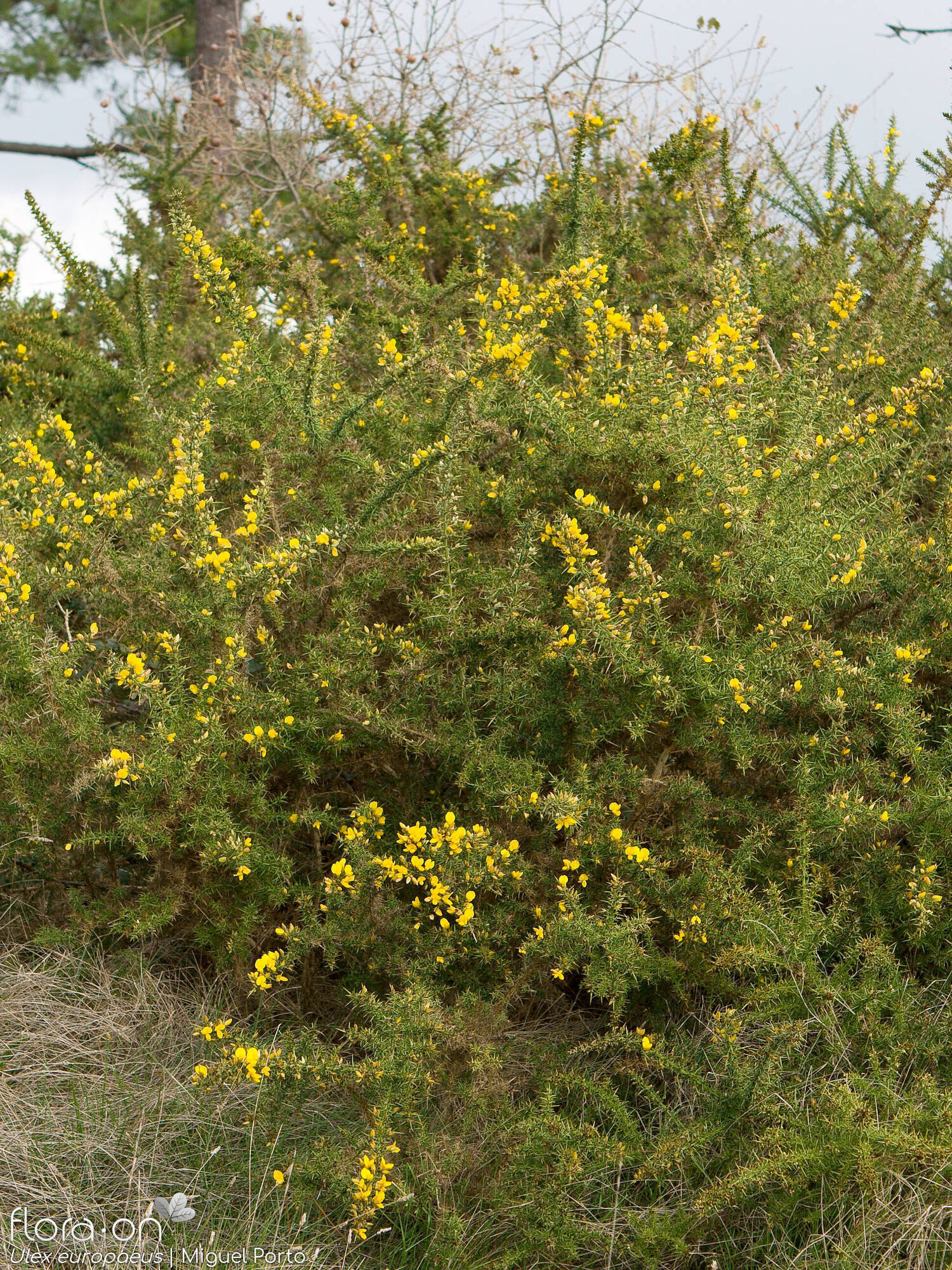 Ulex europaeus latebracteatus - Hábito | Miguel Porto; CC BY-NC 4.0