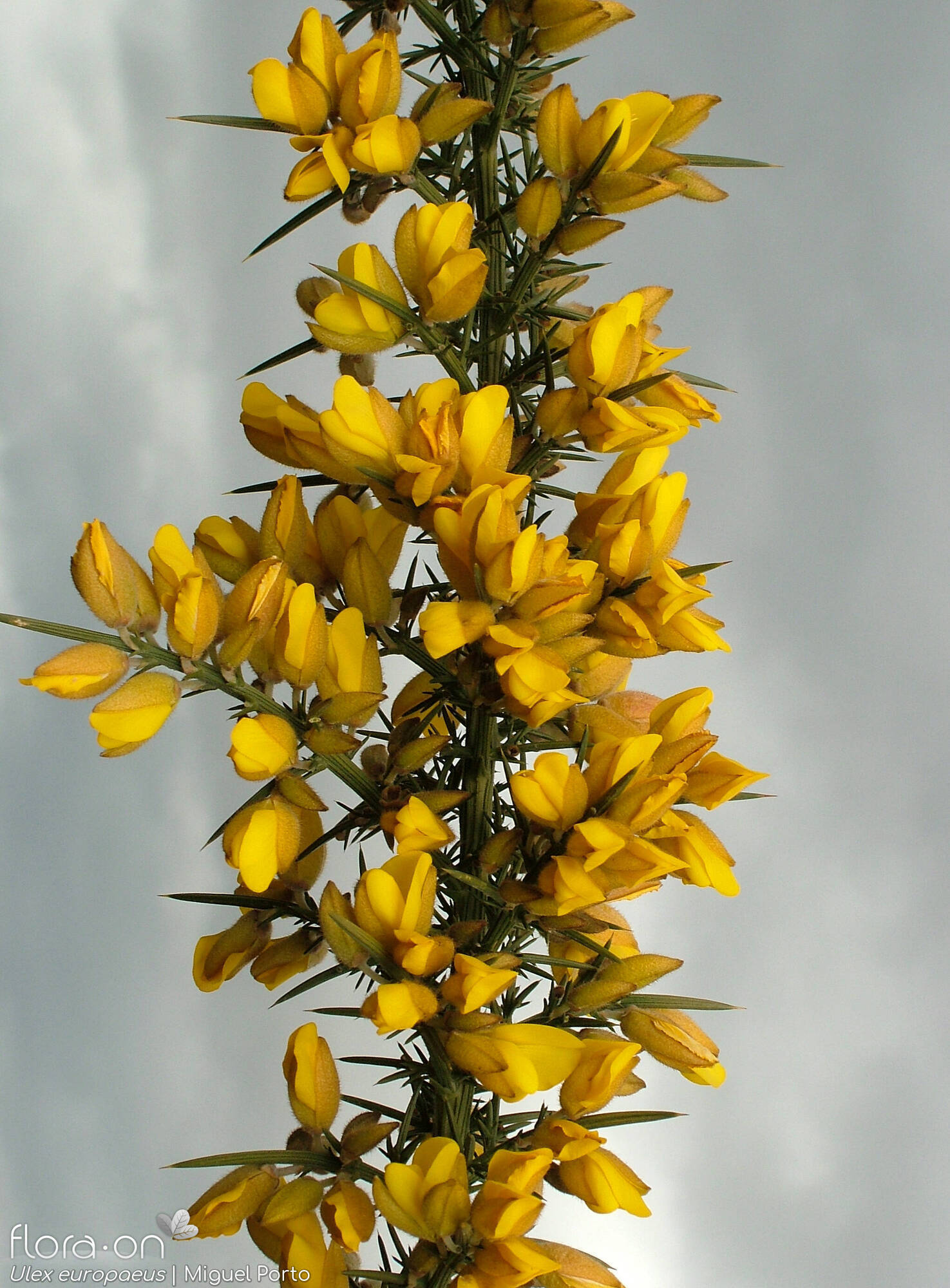 Ulex europaeus latebracteatus - Flor (geral) | Miguel Porto; CC BY-NC 4.0