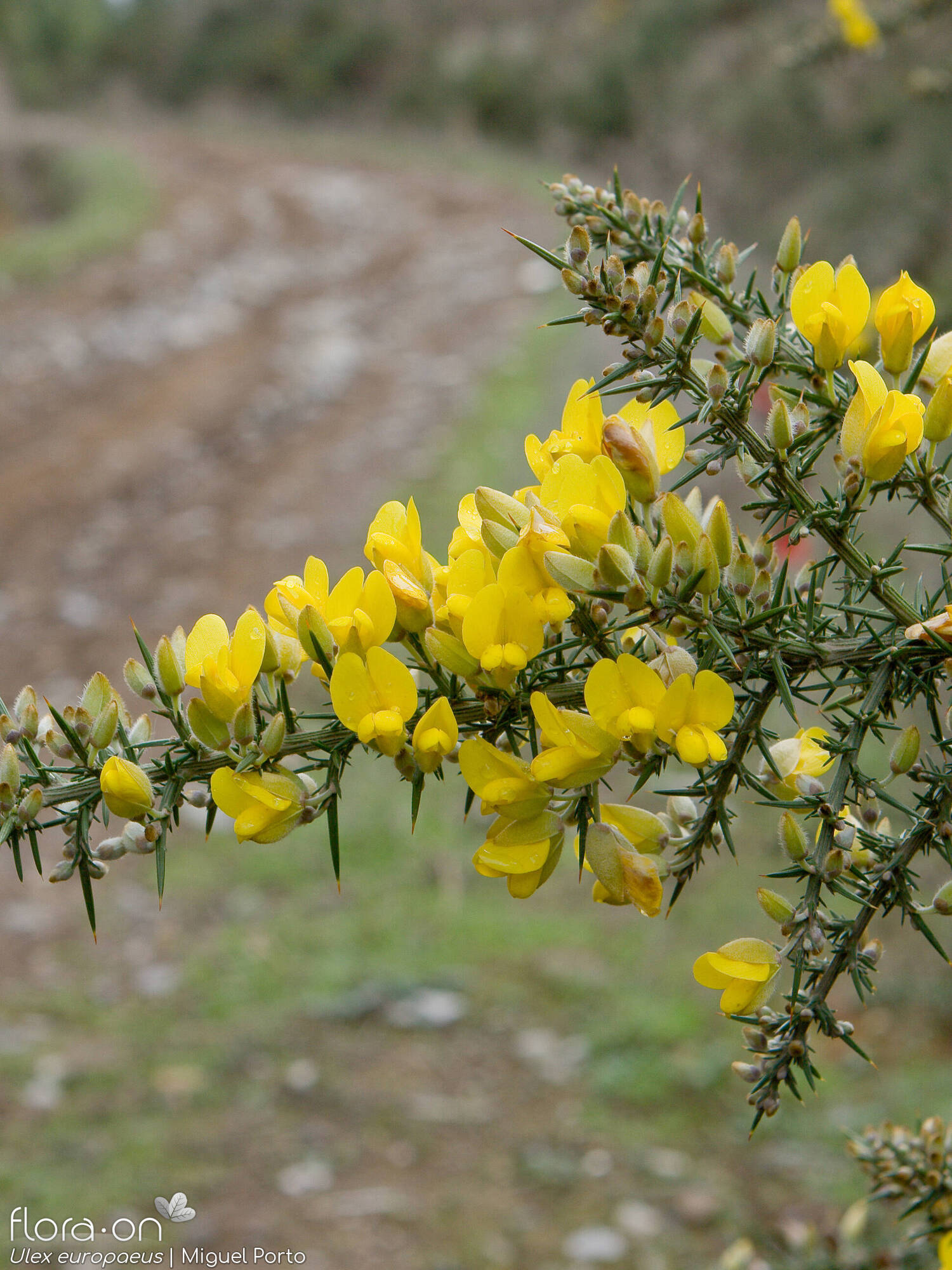 Ulex europaeus latebracteatus - Flor (geral) | Miguel Porto; CC BY-NC 4.0