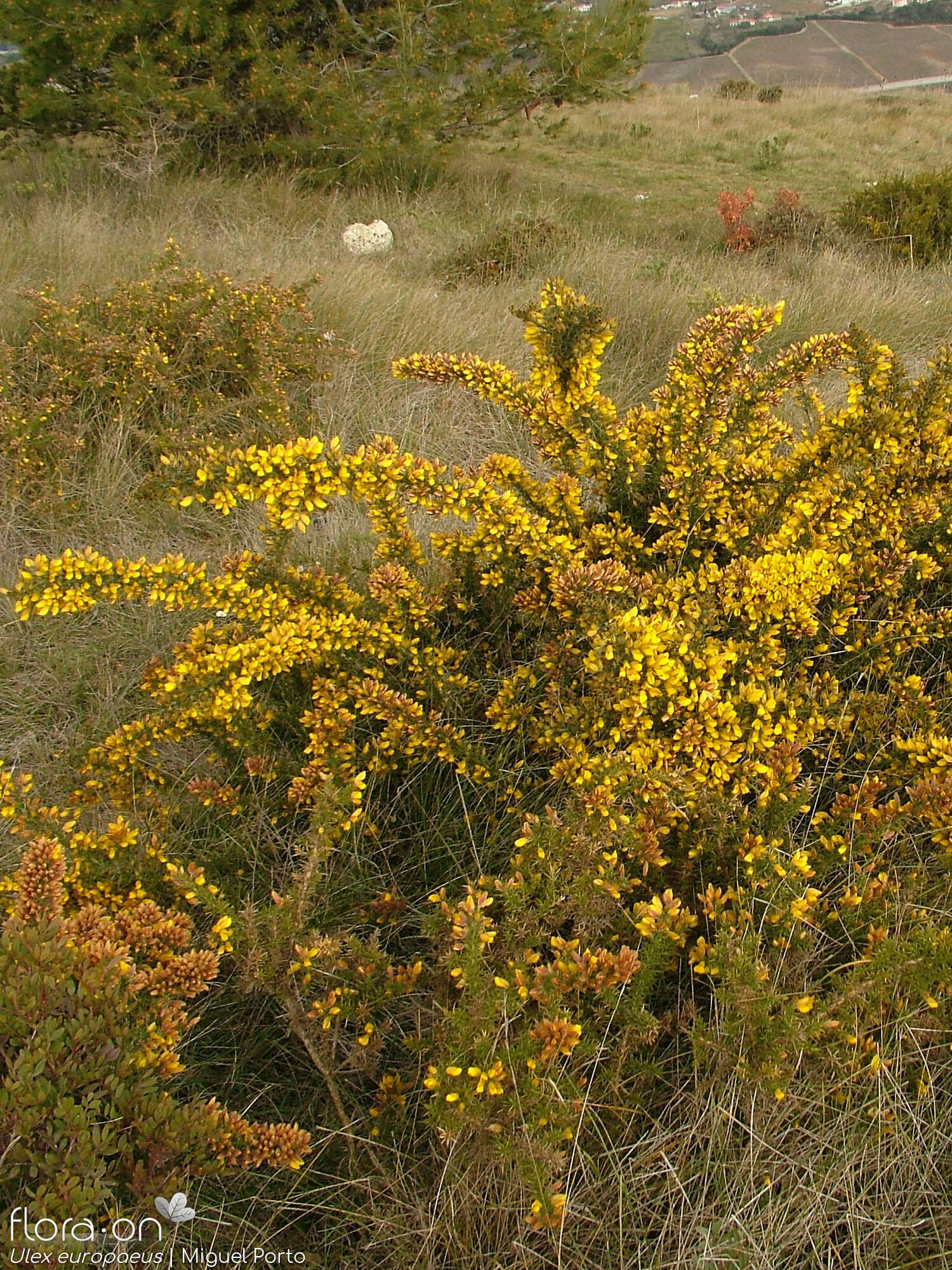 Ulex europaeus latebracteatus - Hábito | Miguel Porto; CC BY-NC 4.0