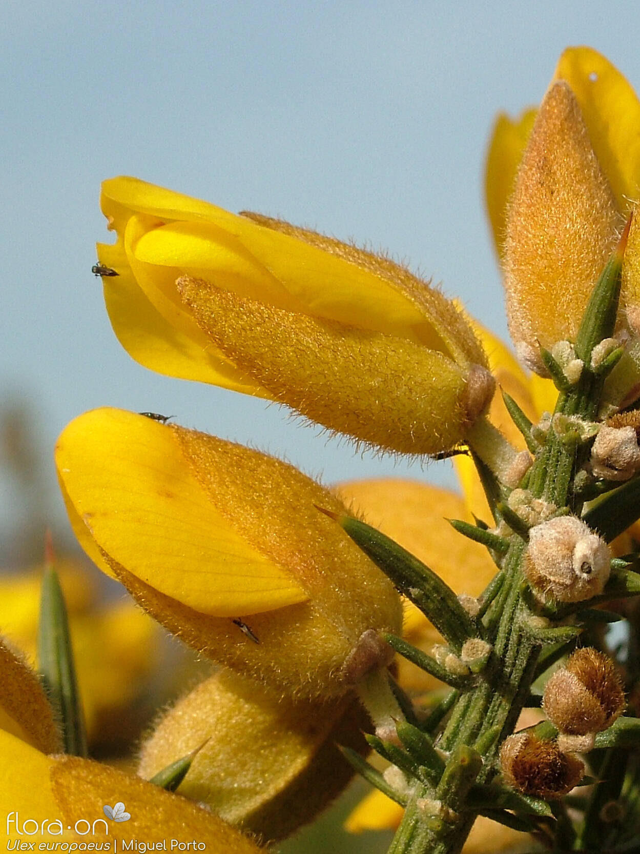 Ulex europaeus latebracteatus - Flor (close-up) | Miguel Porto; CC BY-NC 4.0