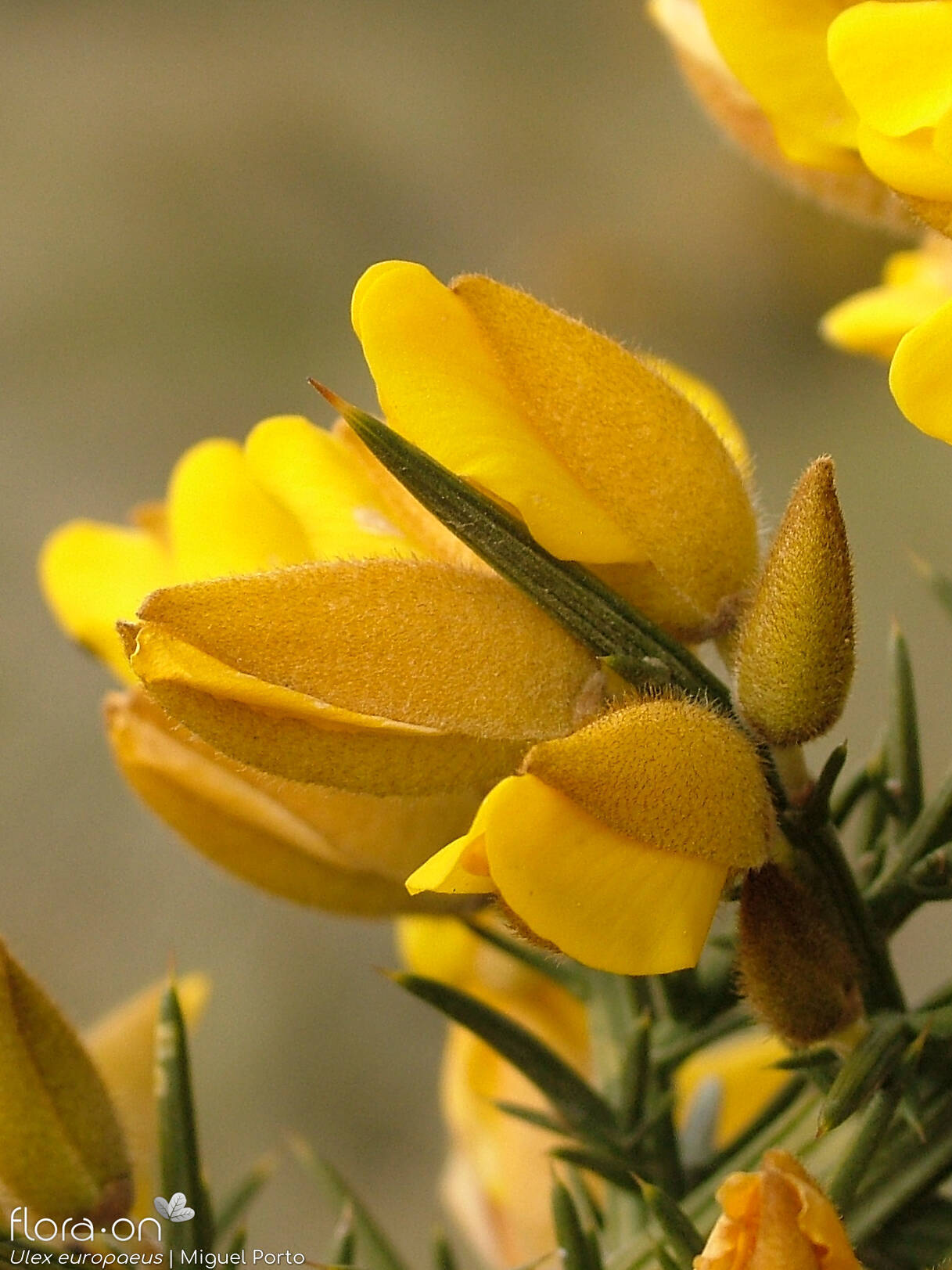 Ulex europaeus latebracteatus - Flor (close-up) | Miguel Porto; CC BY-NC 4.0