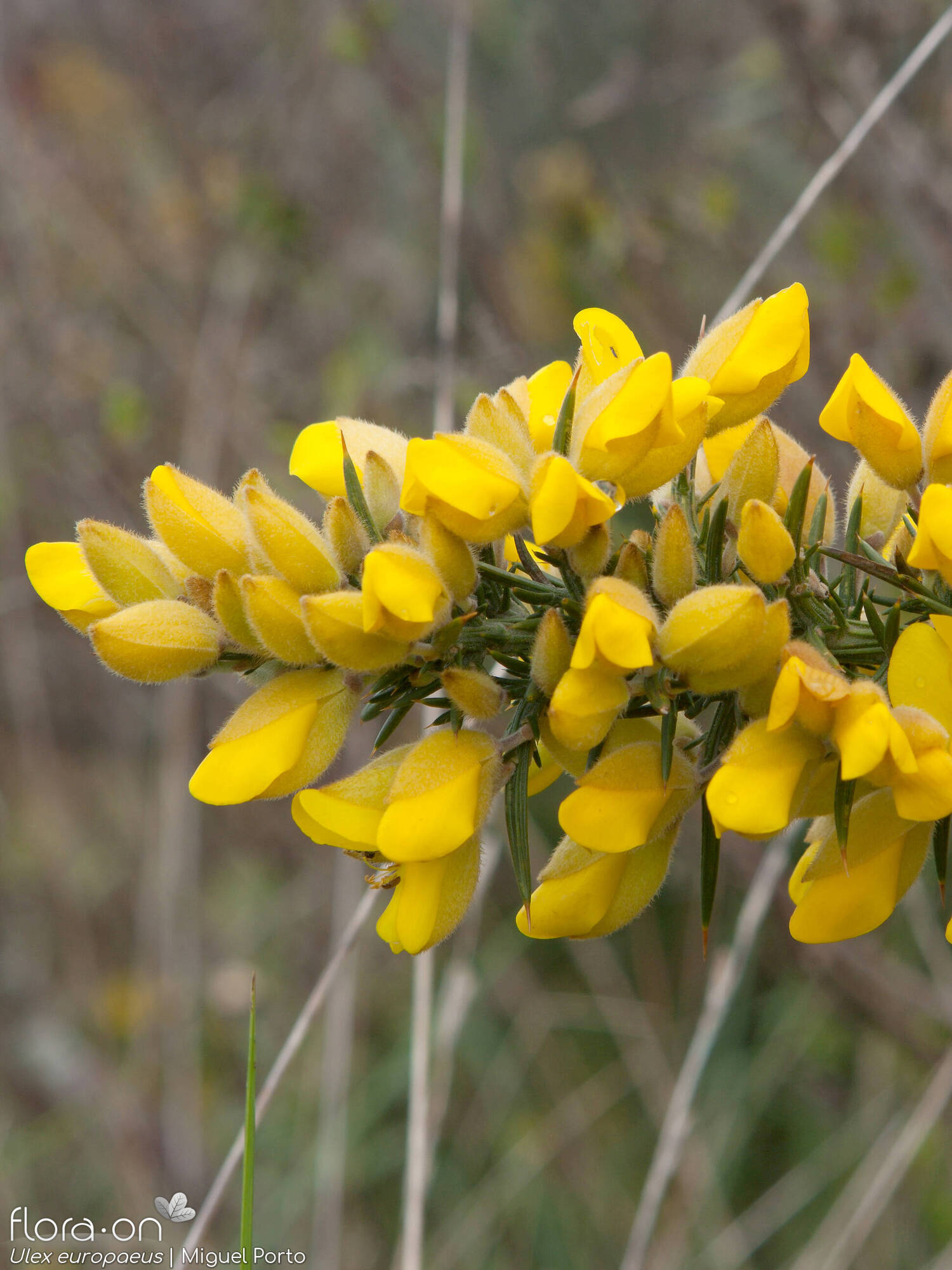 Ulex europaeus latebracteatus - Flor (geral) | Miguel Porto; CC BY-NC 4.0