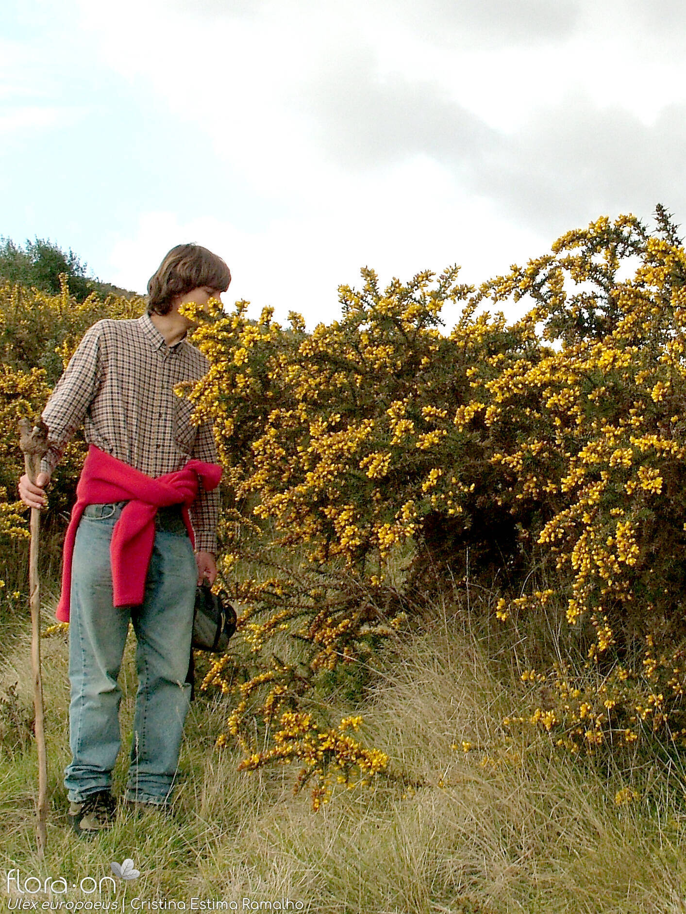 Ulex europaeus latebracteatus - Hábito | Cristina Estima Ramalho; CC BY-NC 4.0