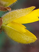 Ulex europaeus