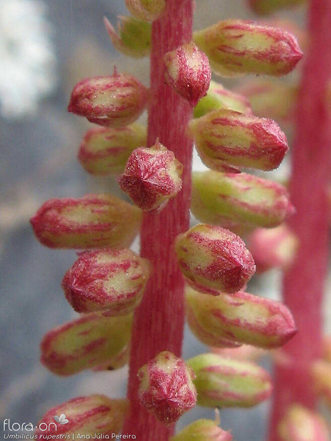 Umbilicus rupestris - Flor (close-up) | Ana Júlia Pereira; CC BY-NC 4.0