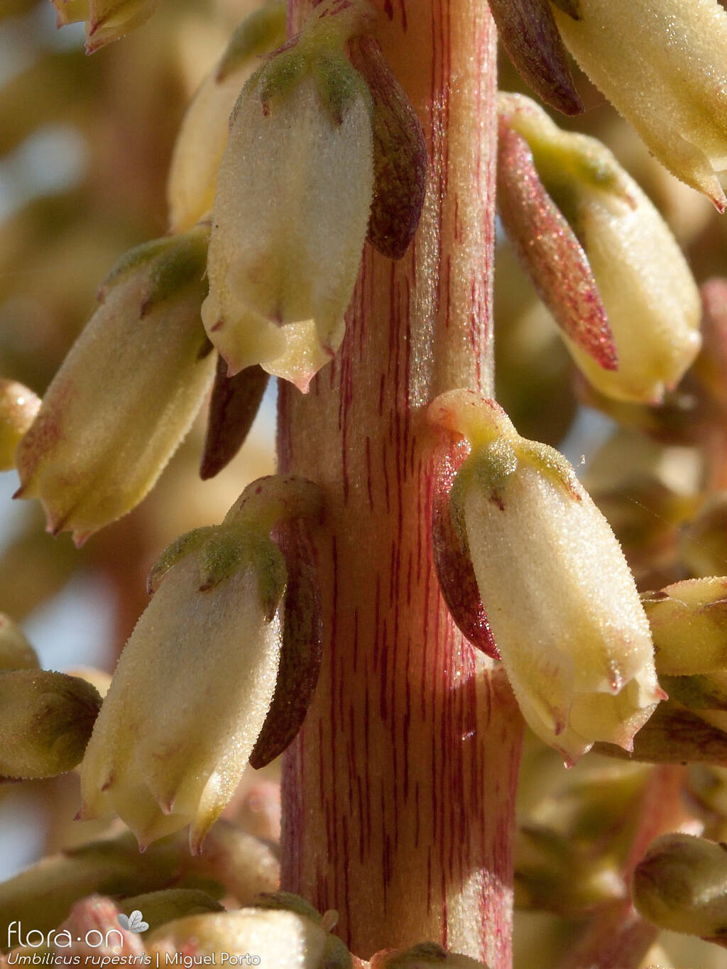 Umbilicus rupestris - Flor (close-up) | Miguel Porto; CC BY-NC 4.0