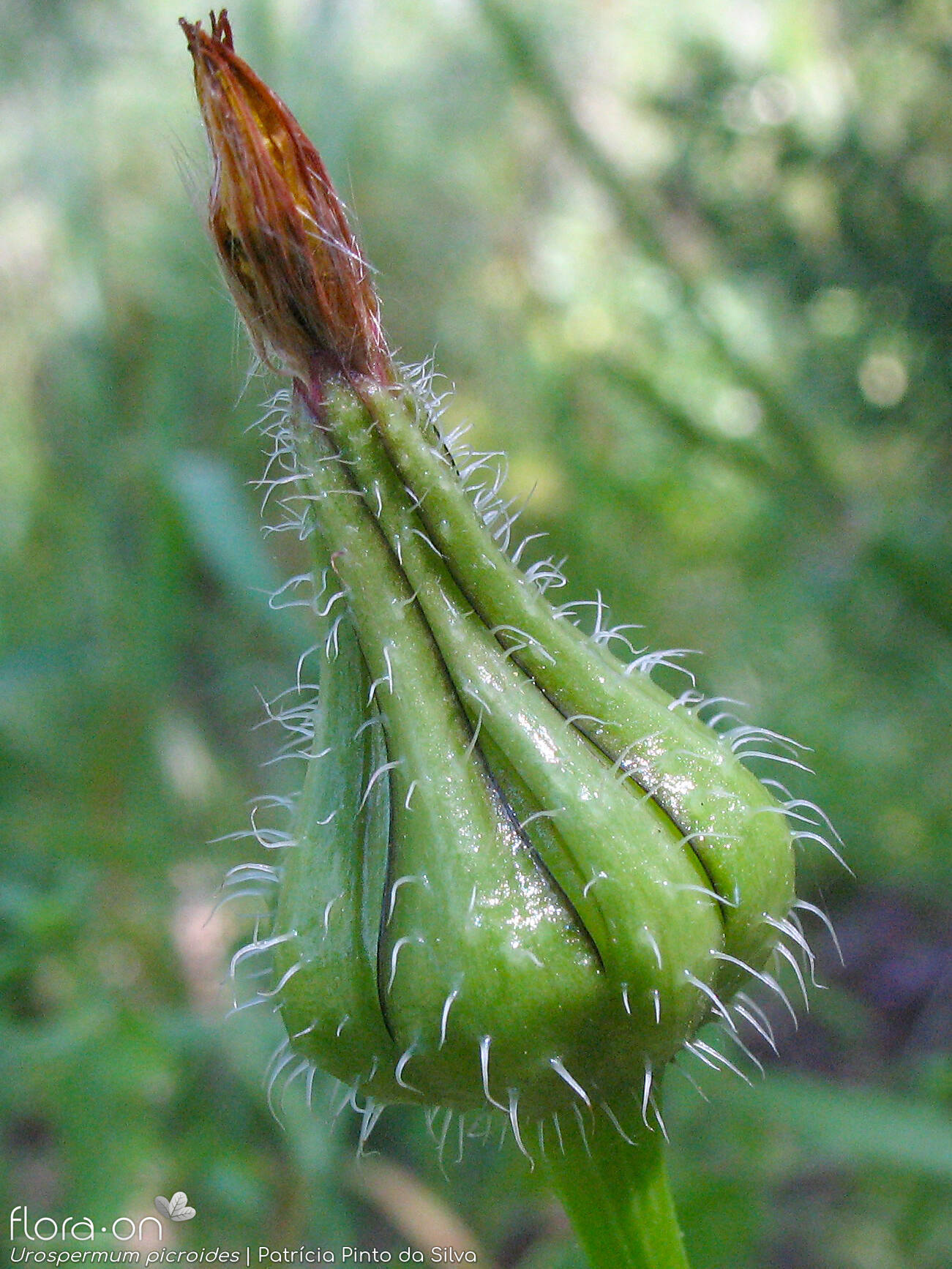 Urospermum picroides - Capítulo | Patrícia Pinto da Silva; CC BY-NC 4.0