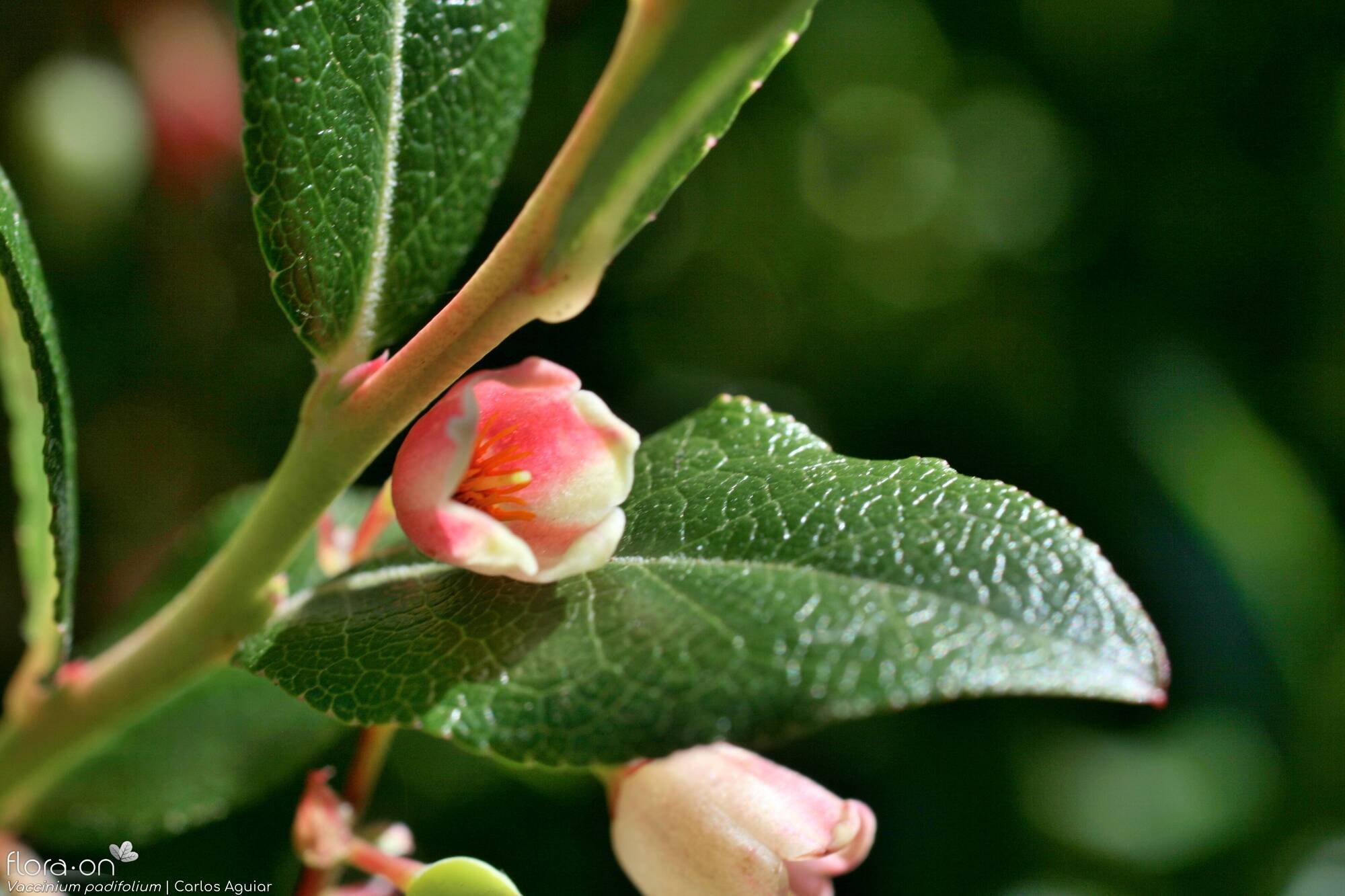 Vaccinium padifolium - Flor (close-up) | Carlos Aguiar; CC BY-NC 4.0