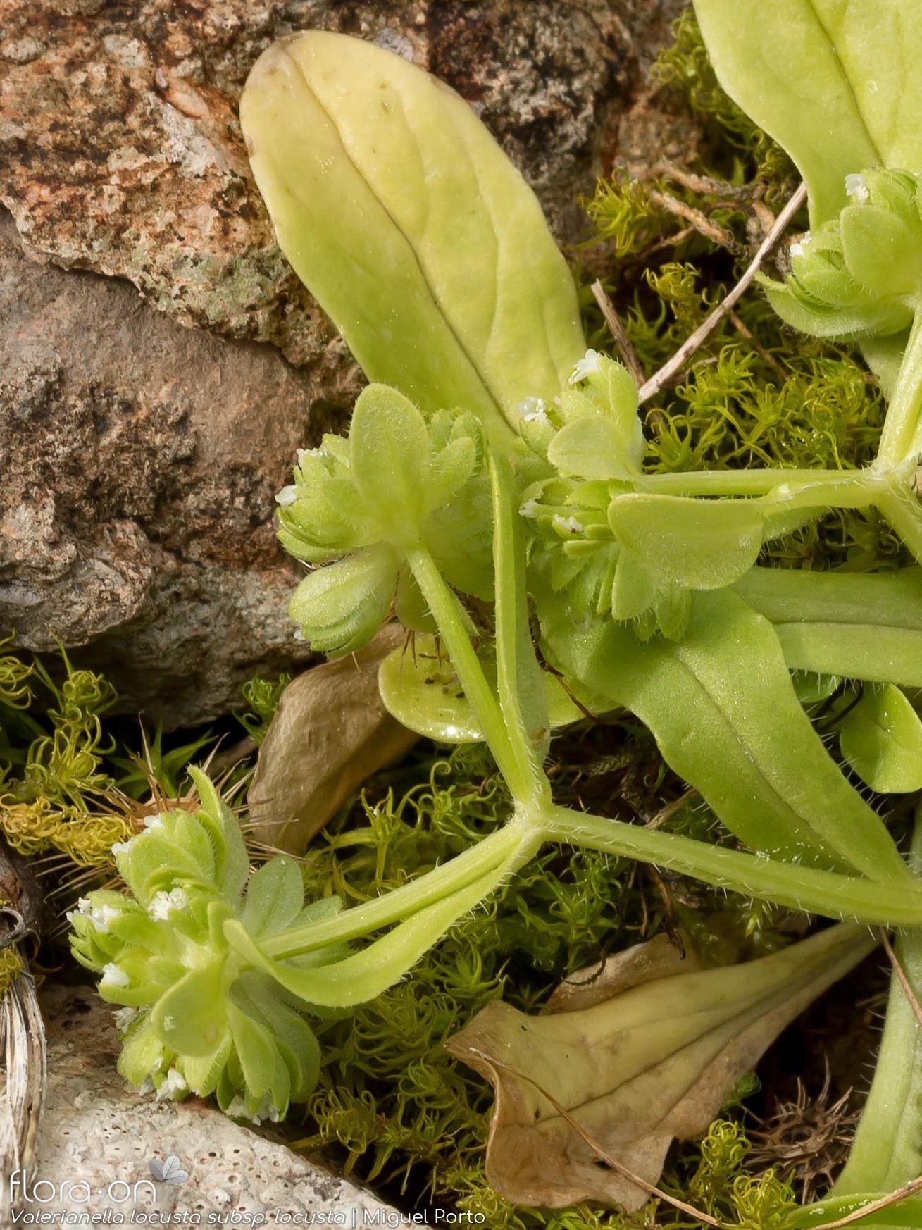 Valerianella locusta locusta - Flor (geral) | Miguel Porto; CC BY-NC 4.0