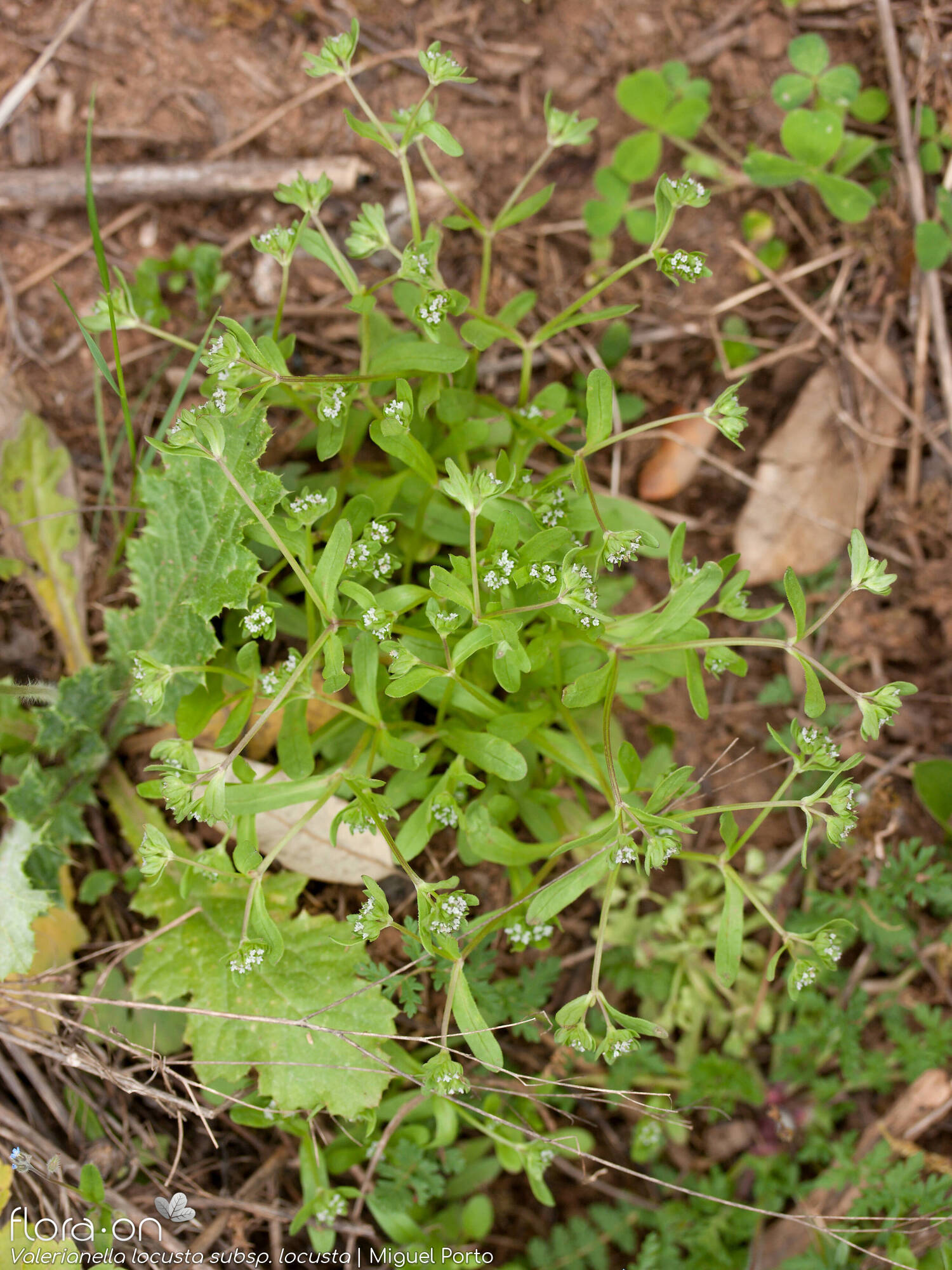 Valerianella locusta locusta - Hábito | Miguel Porto; CC BY-NC 4.0