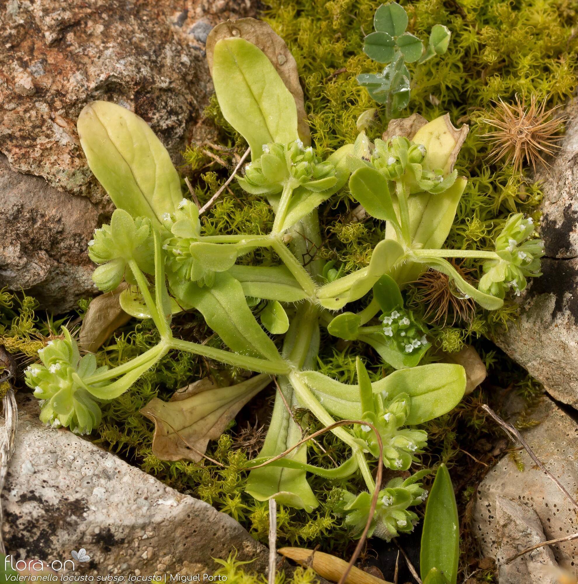 Valerianella locusta locusta - Hábito | Miguel Porto; CC BY-NC 4.0