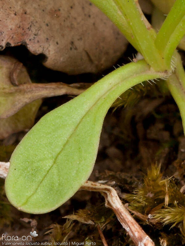 Valerianella locusta locusta - Folha | Miguel Porto; CC BY-NC 4.0