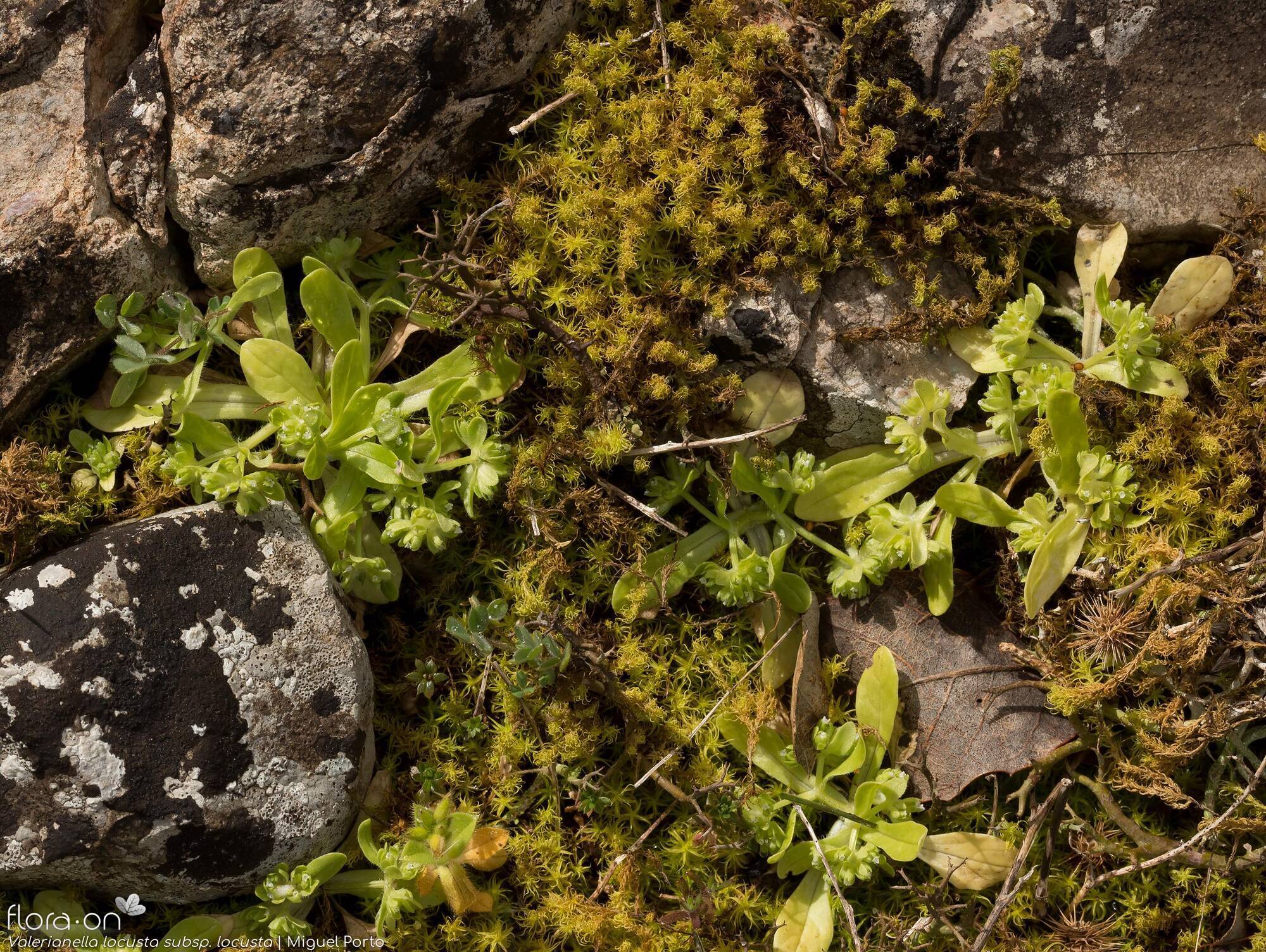 Valerianella locusta locusta - Habitat | Miguel Porto; CC BY-NC 4.0