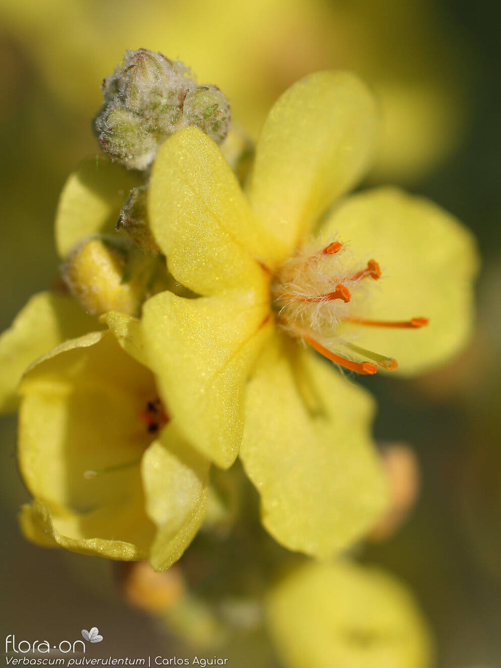 Verbascum pulverulentum - Flor (close-up) | Carlos Aguiar; CC BY-NC 4.0