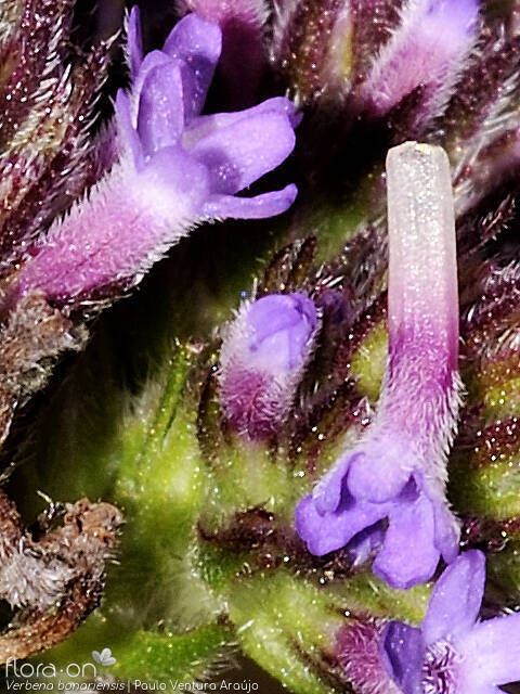 Verbena bonariensis - Flor (close-up) | Paulo Ventura Araújo; CC BY-NC 4.0