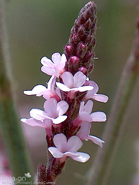 Verbena officinalis - Flor (close-up) | Joana Camejo; CC BY-NC 4.0