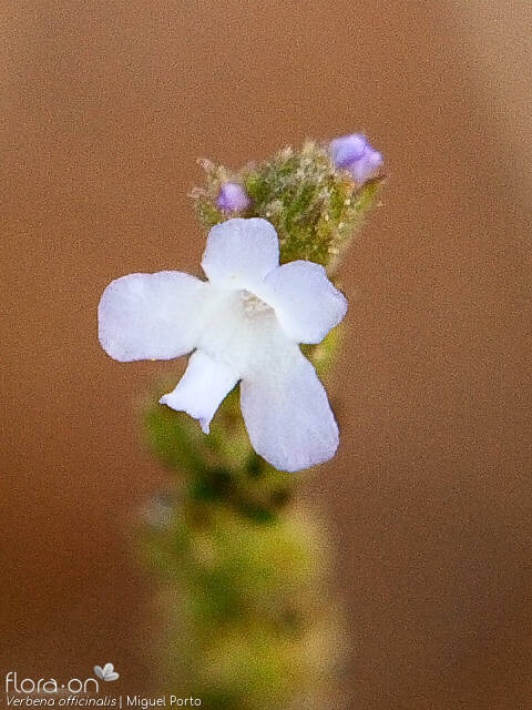 Verbena officinalis - Flor (close-up) | Miguel Porto; CC BY-NC 4.0