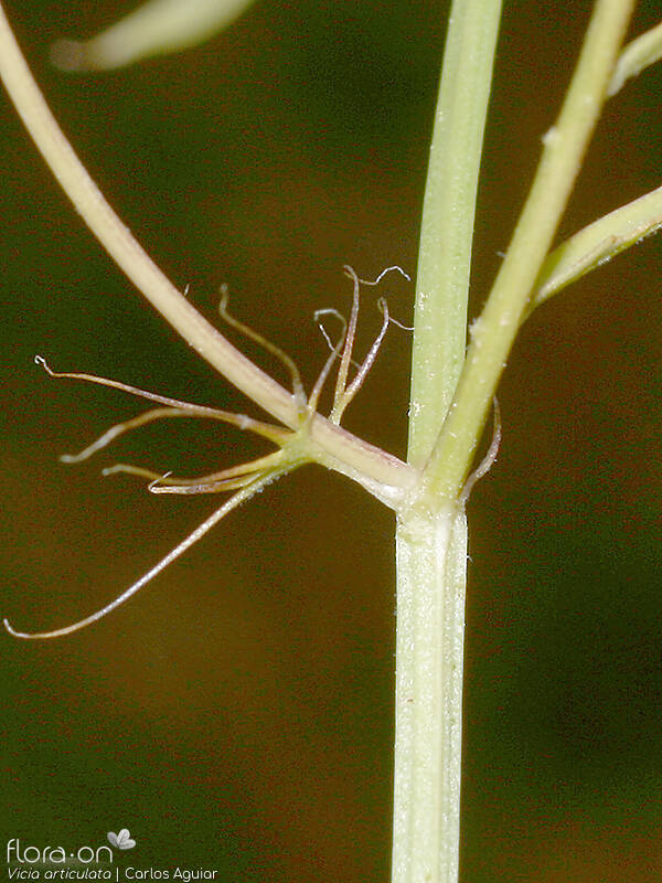 Vicia articulata - Estípulas | Carlos Aguiar; CC BY-NC 4.0
