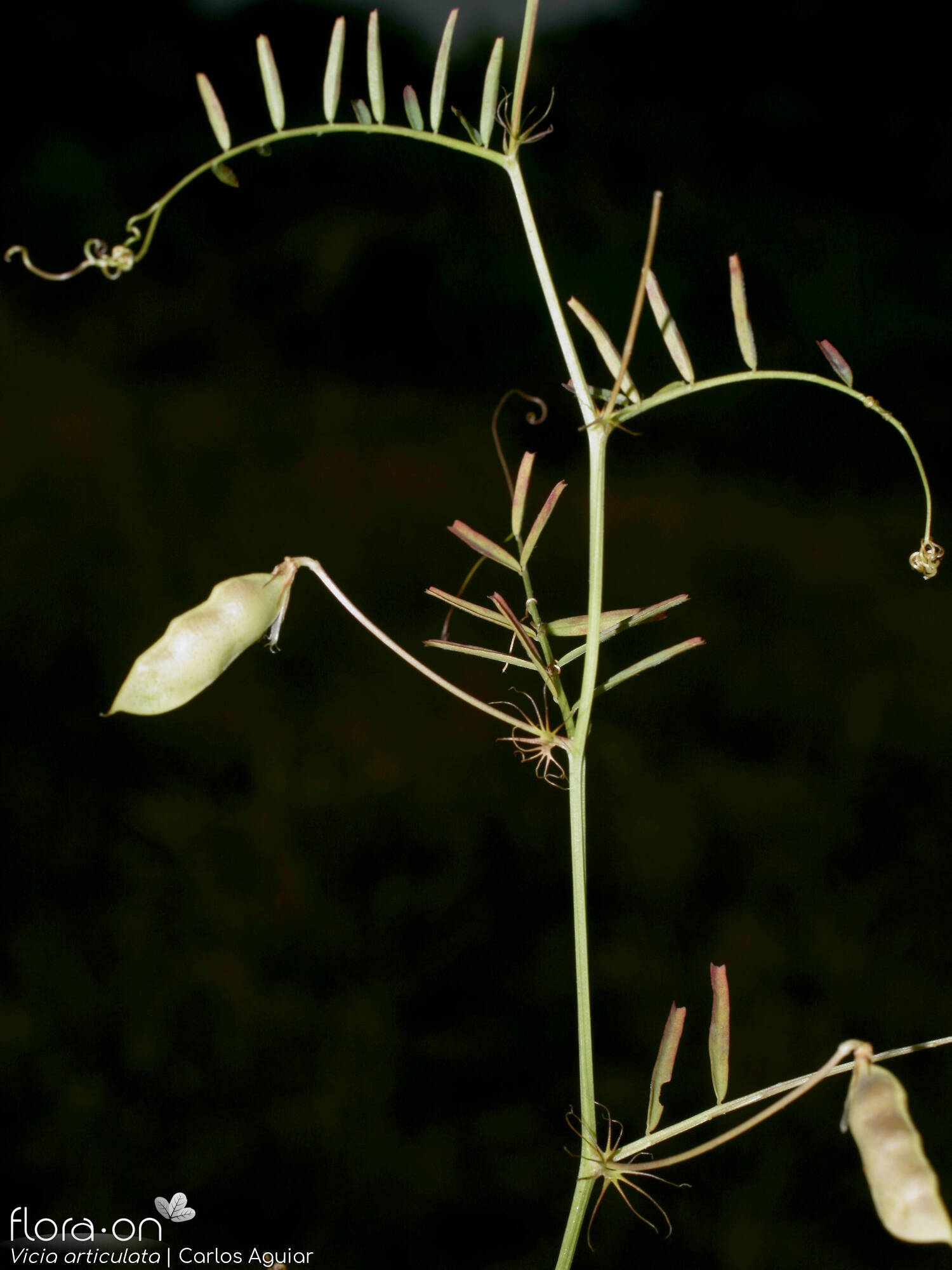 Vicia articulata - Hábito | Carlos Aguiar; CC BY-NC 4.0