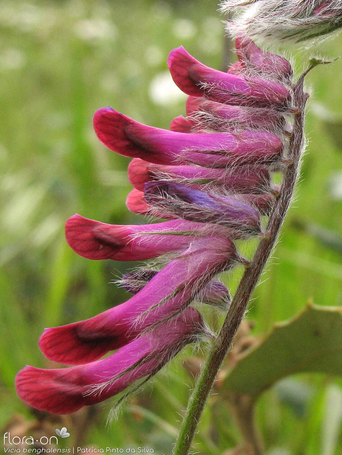 Vicia benghalensis - Flor (geral) | Patrícia Pinto da Silva; CC BY-NC 4.0