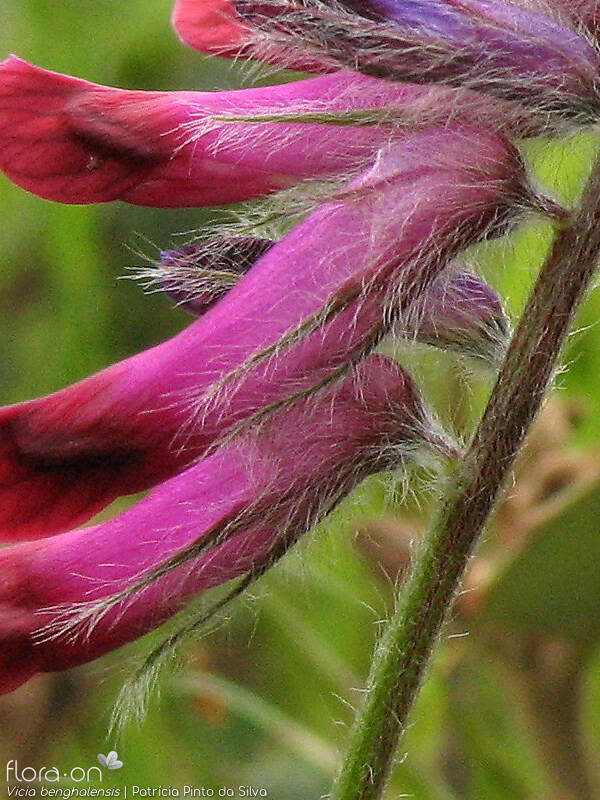 Vicia benghalensis - Cálice | Patrícia Pinto da Silva; CC BY-NC 4.0