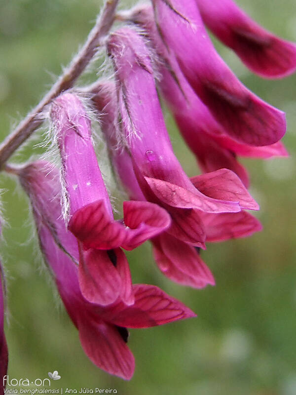 Vicia benghalensis - Flor (close-up) | Ana Júlia Pereira; CC BY-NC 4.0