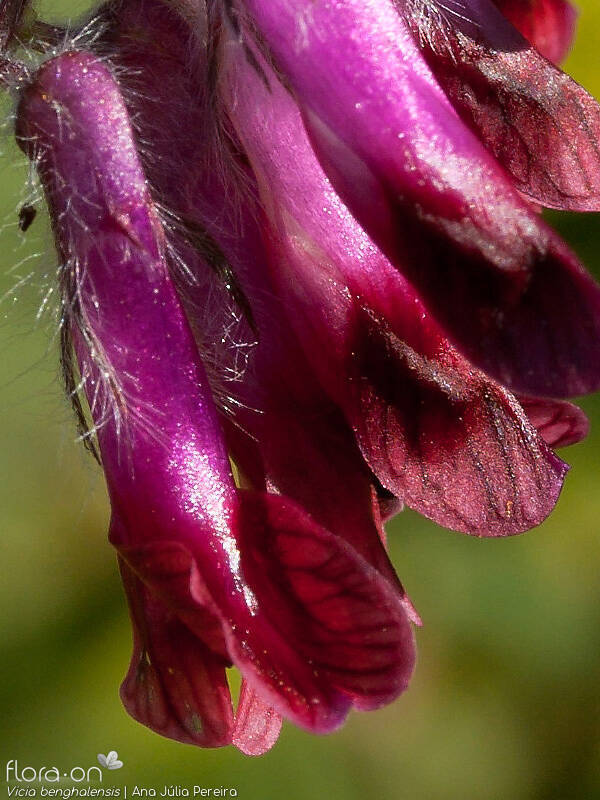 Vicia benghalensis - Flor (close-up) | Ana Júlia Pereira; CC BY-NC 4.0