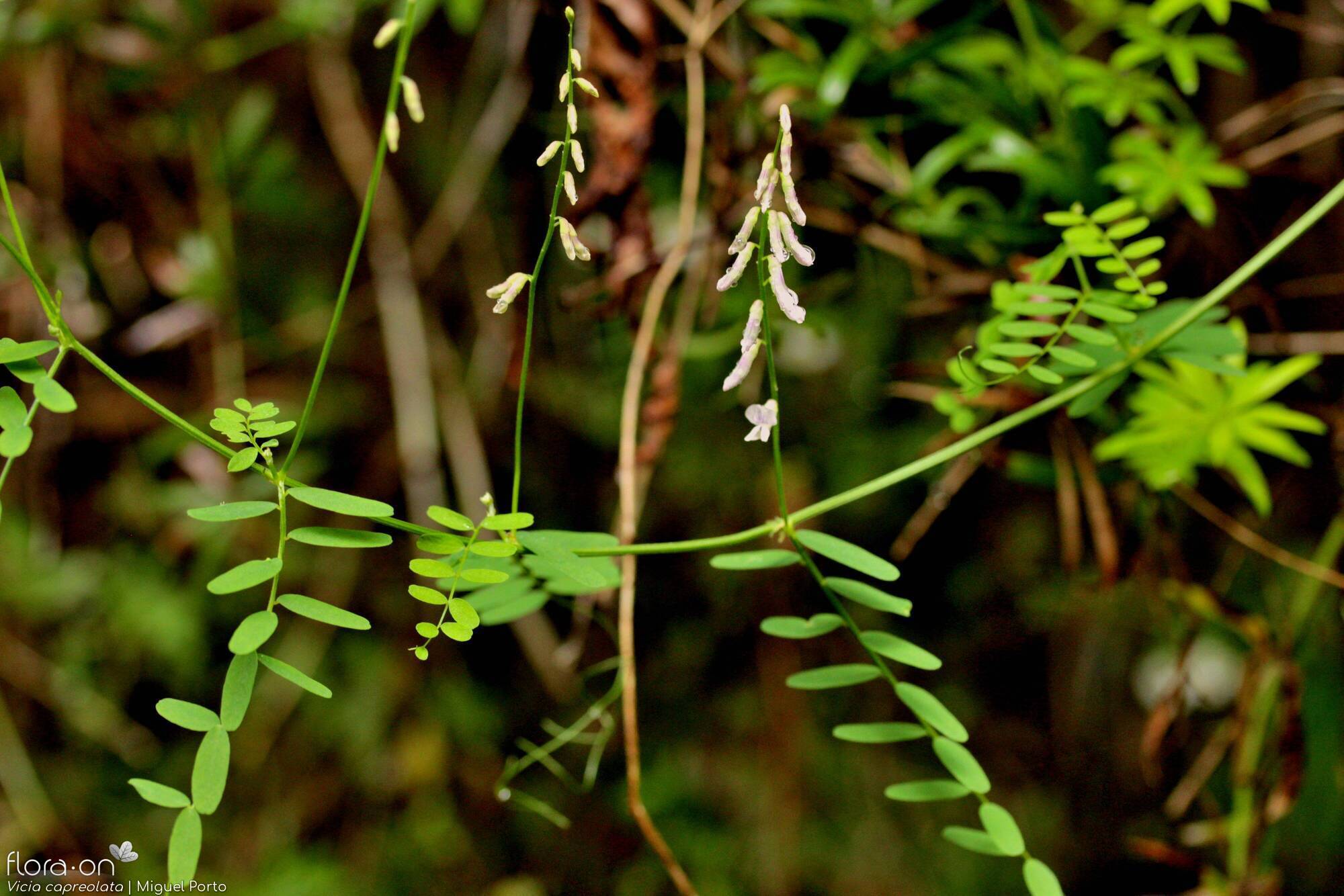 Vicia capreolata - Flor (geral) | Miguel Porto; CC BY-NC 4.0