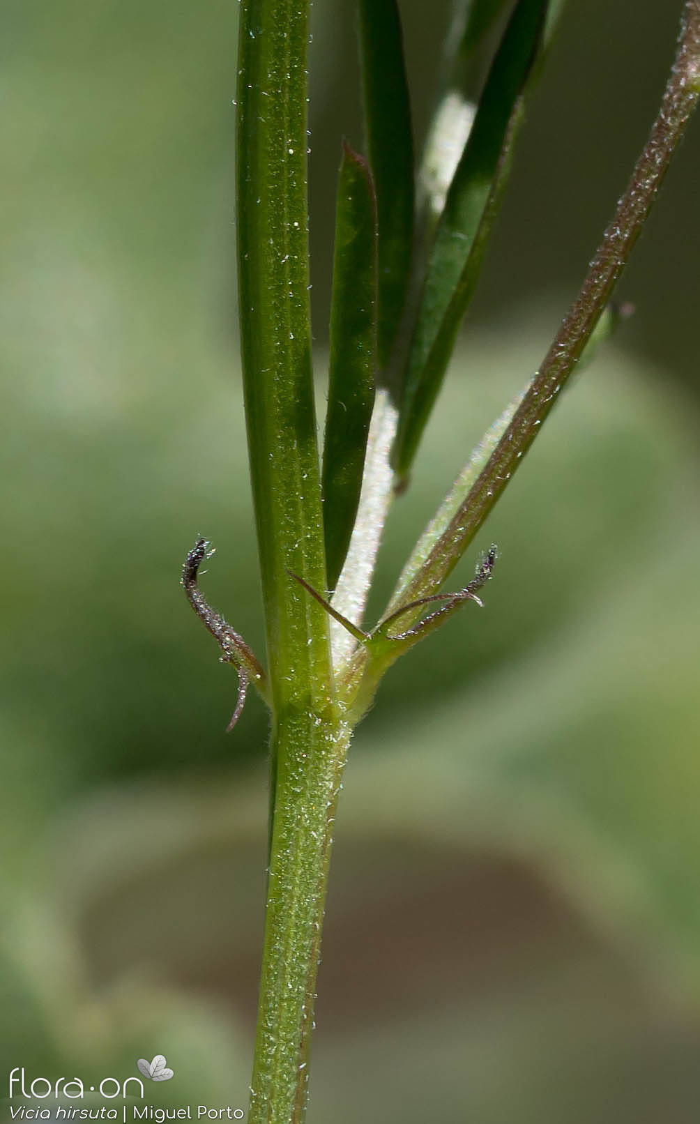 Vicia hirsuta - Estípulas | Miguel Porto; CC BY-NC 4.0