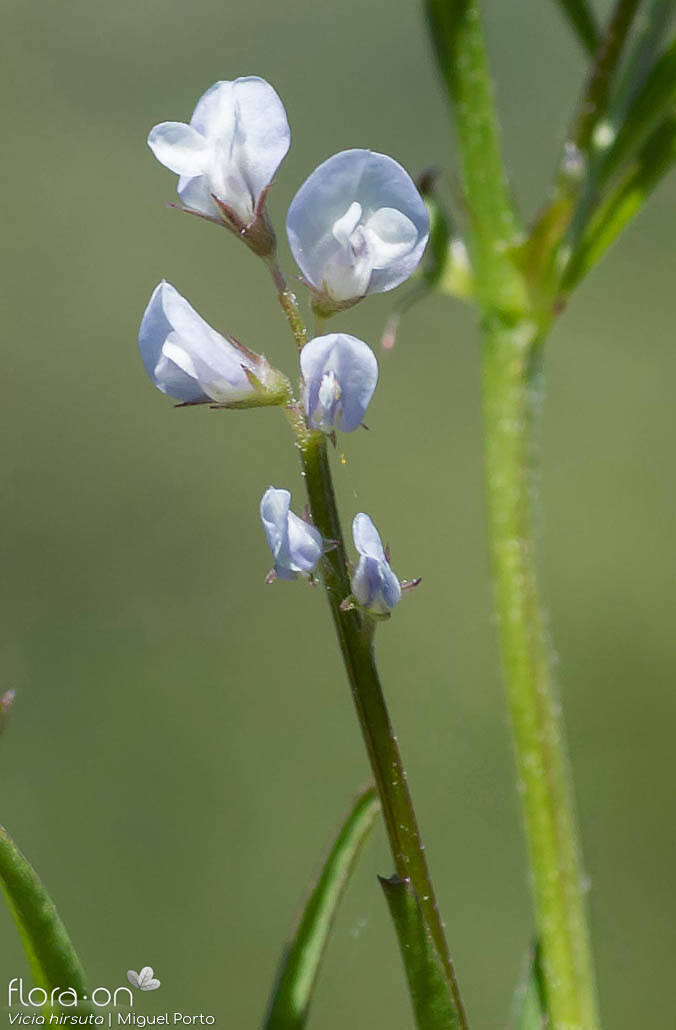 Vicia hirsuta - Flor (geral) | Miguel Porto; CC BY-NC 4.0
