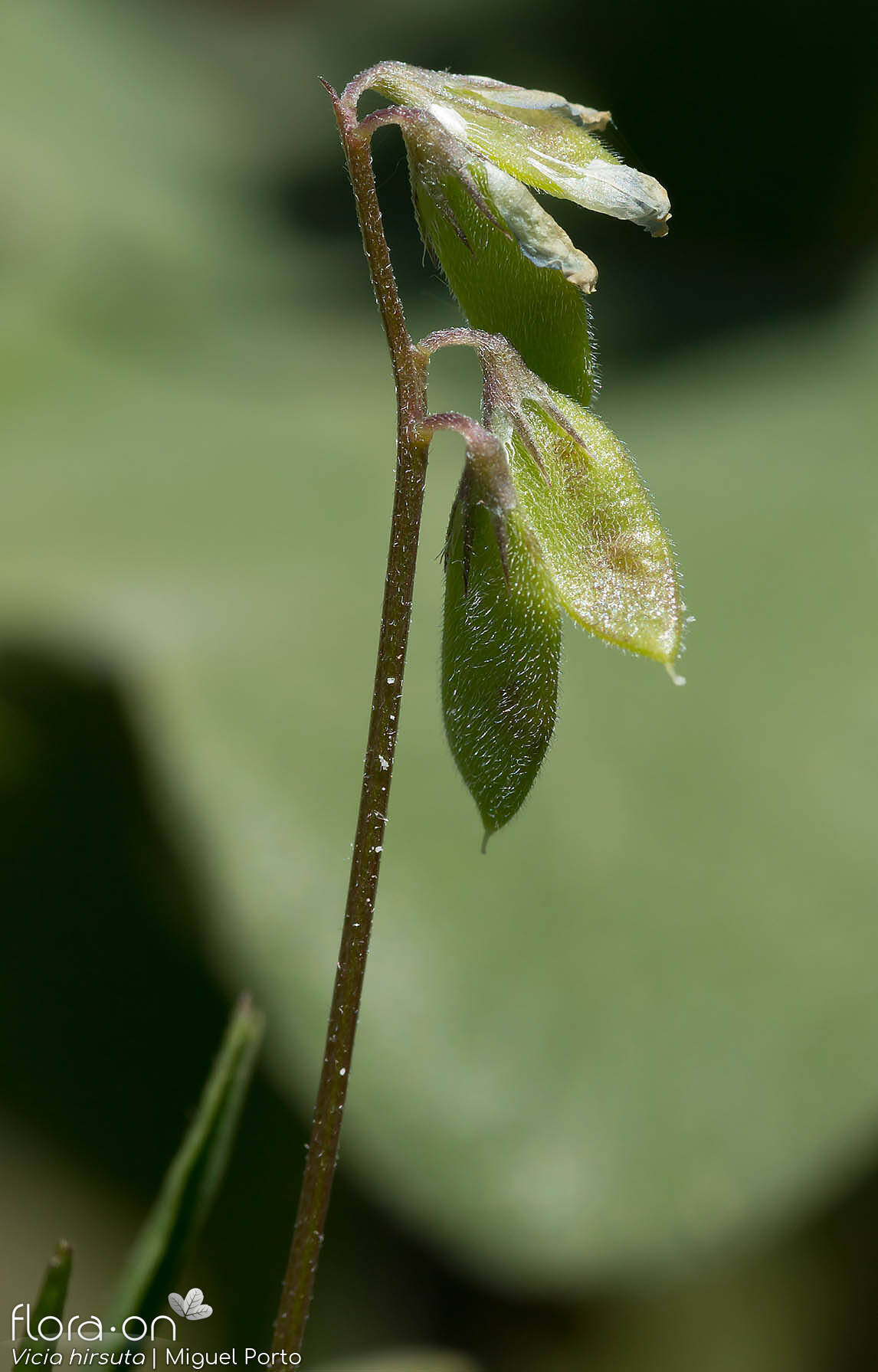 Vicia hirsuta - Fruto | Miguel Porto; CC BY-NC 4.0