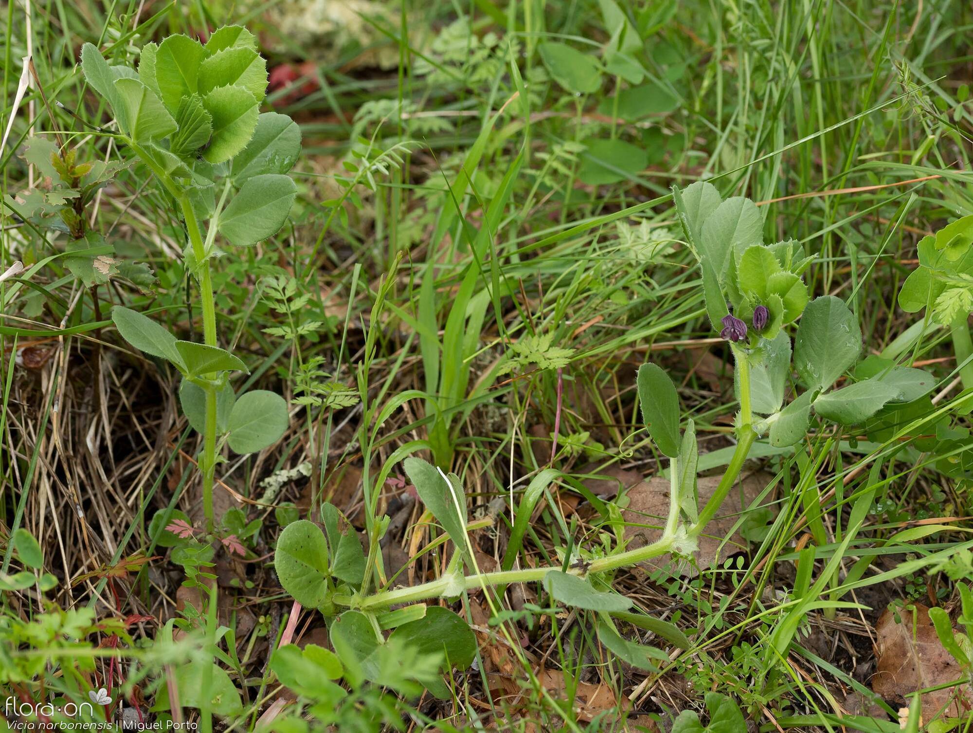 Vicia narbonensis-(2) - Hábito | Miguel Porto; CC BY-NC 4.0