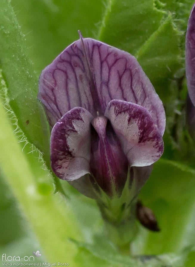 Vicia narbonensis-(2) - Flor (close-up) | Miguel Porto; CC BY-NC 4.0