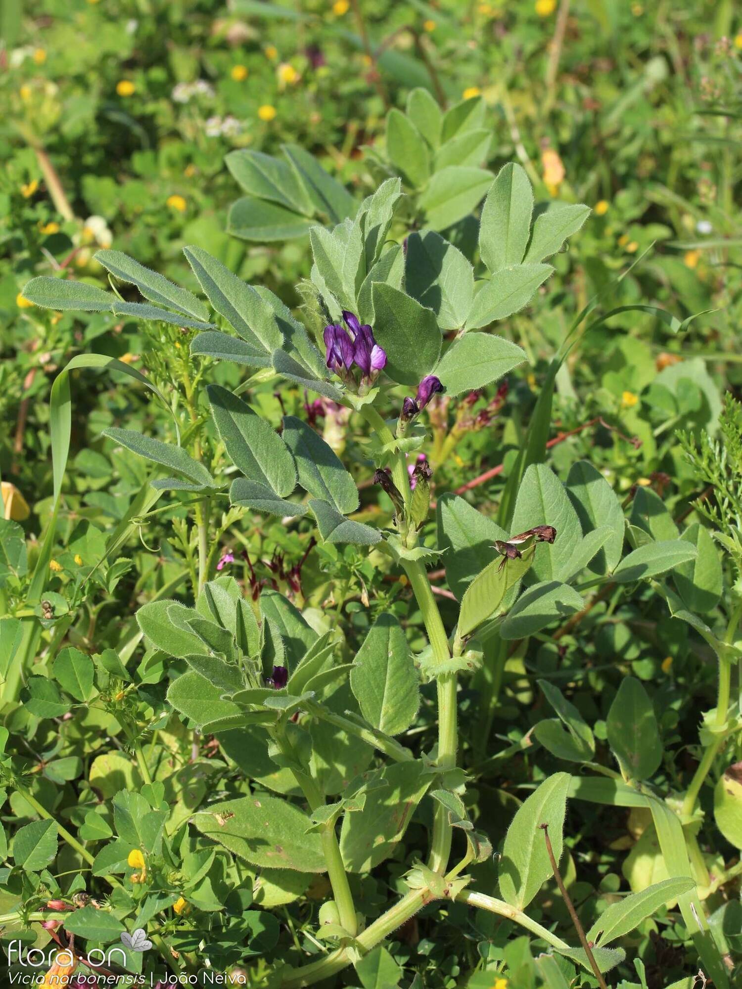 Vicia narbonensis-(2) - Hábito | João Neiva; CC BY-NC 4.0