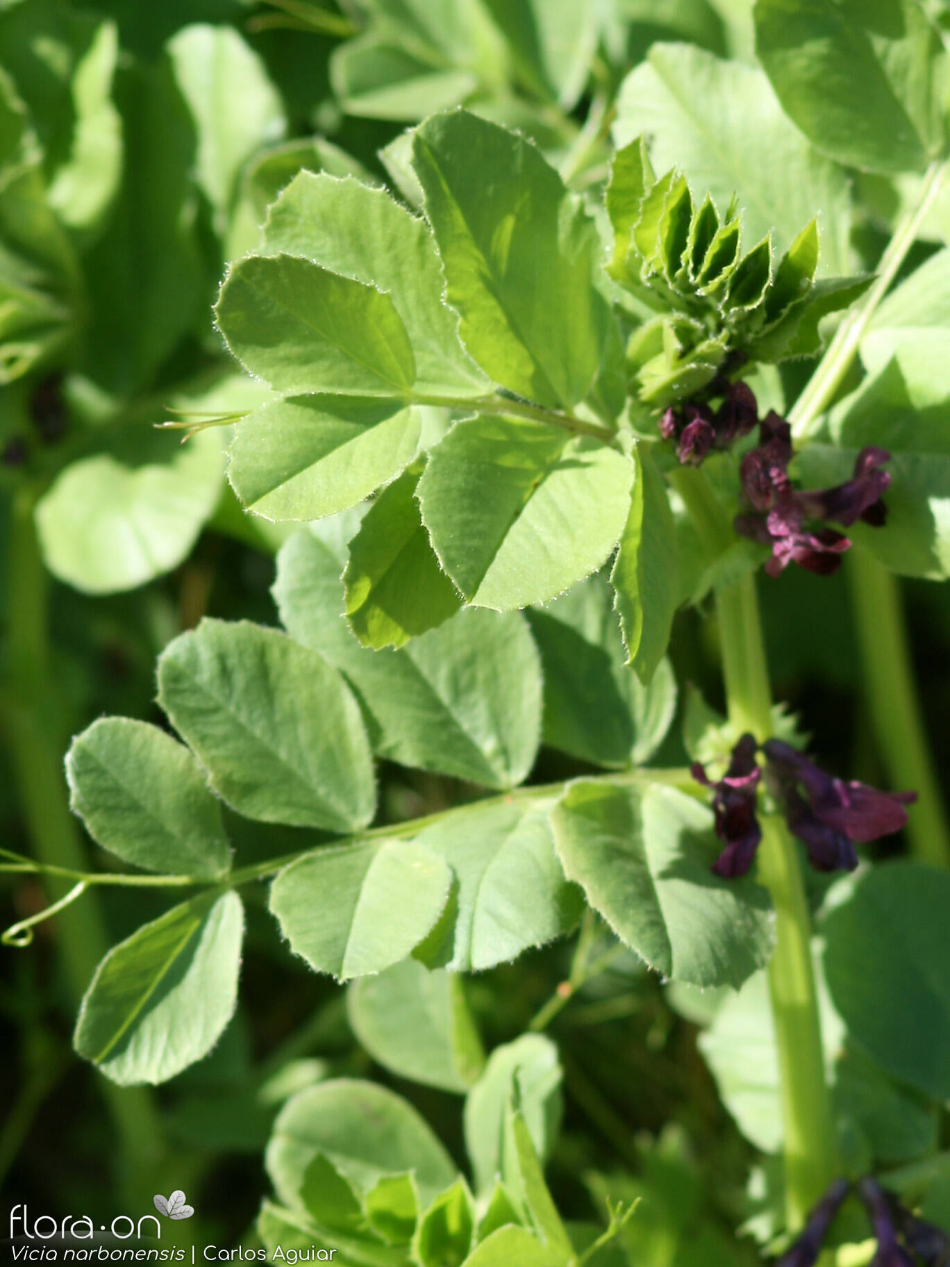 Vicia narbonensis-(2) - Folha (geral) | Carlos Aguiar; CC BY-NC 4.0