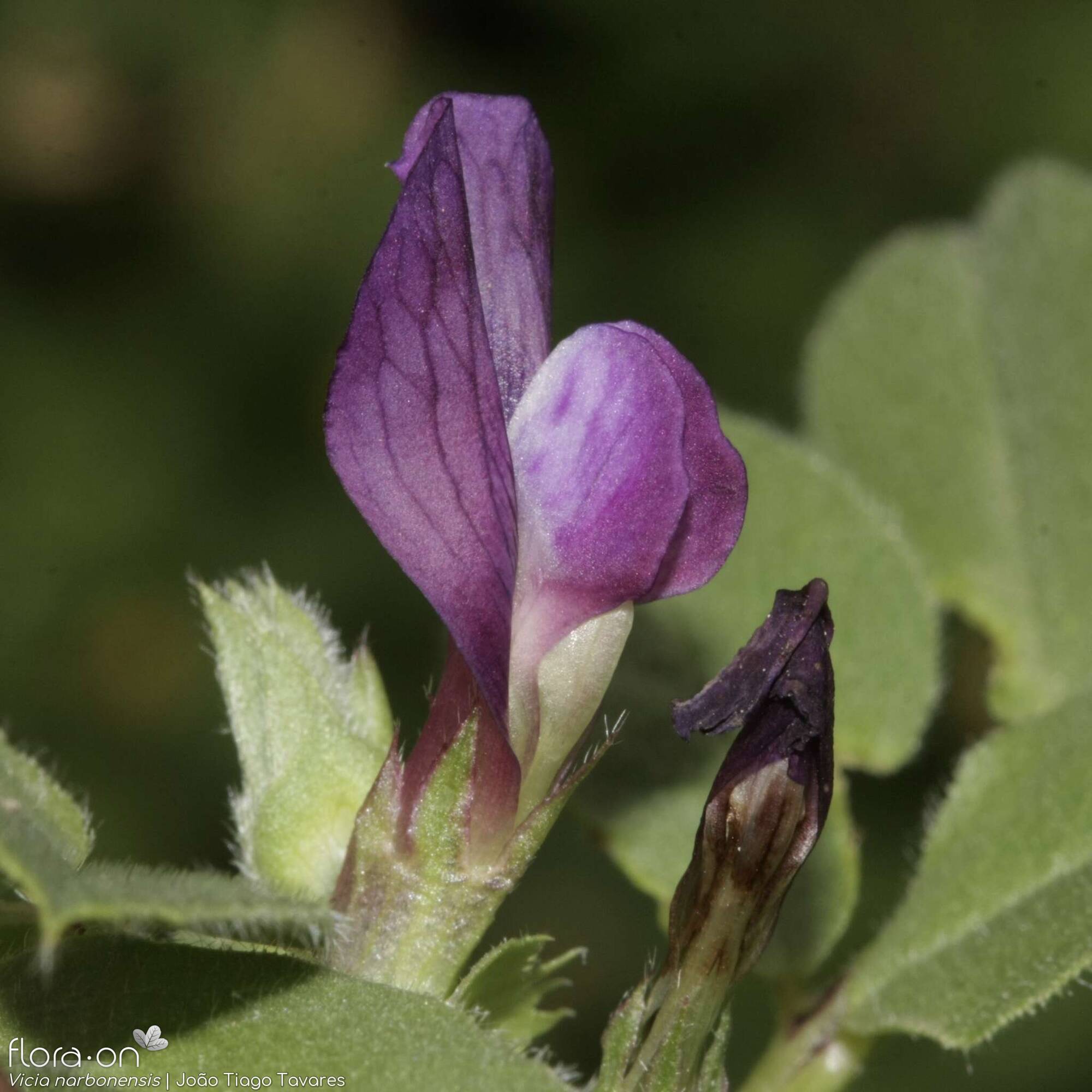 Vicia narbonensis-(2) - Flor (close-up) | João Tiago Tavares; CC BY-NC 4.0