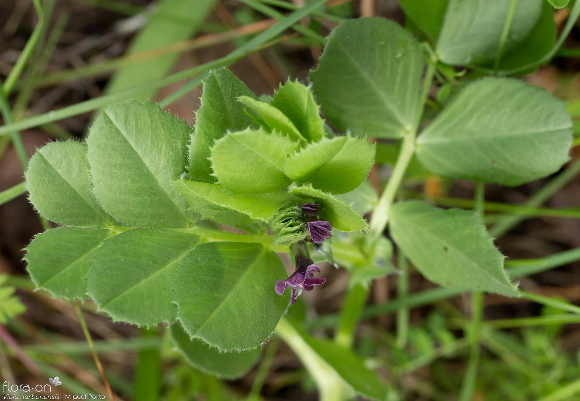 Vicia narbonensis-(2) - Folha (geral) | Miguel Porto; CC BY-NC 4.0