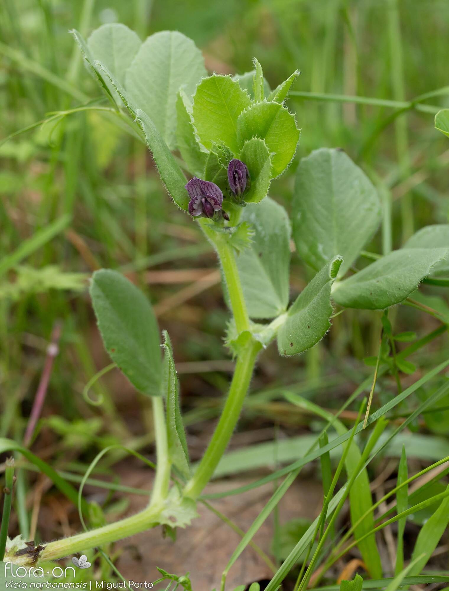 Vicia narbonensis-(2) - Hábito | Miguel Porto; CC BY-NC 4.0