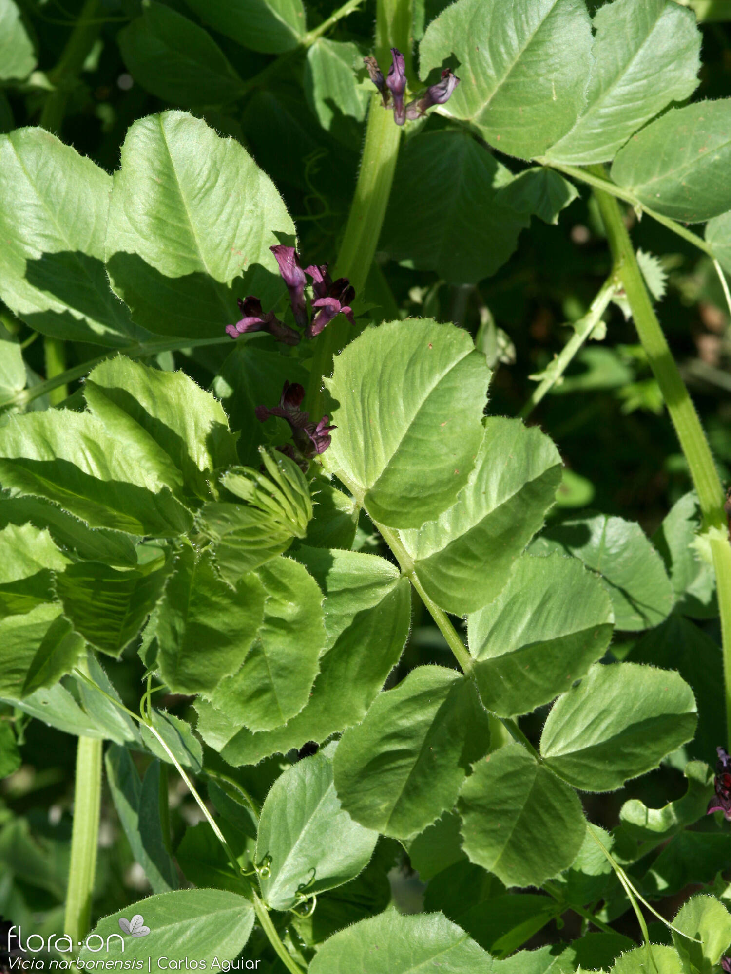 Vicia narbonensis-(2) - Folha (geral) | Carlos Aguiar; CC BY-NC 4.0