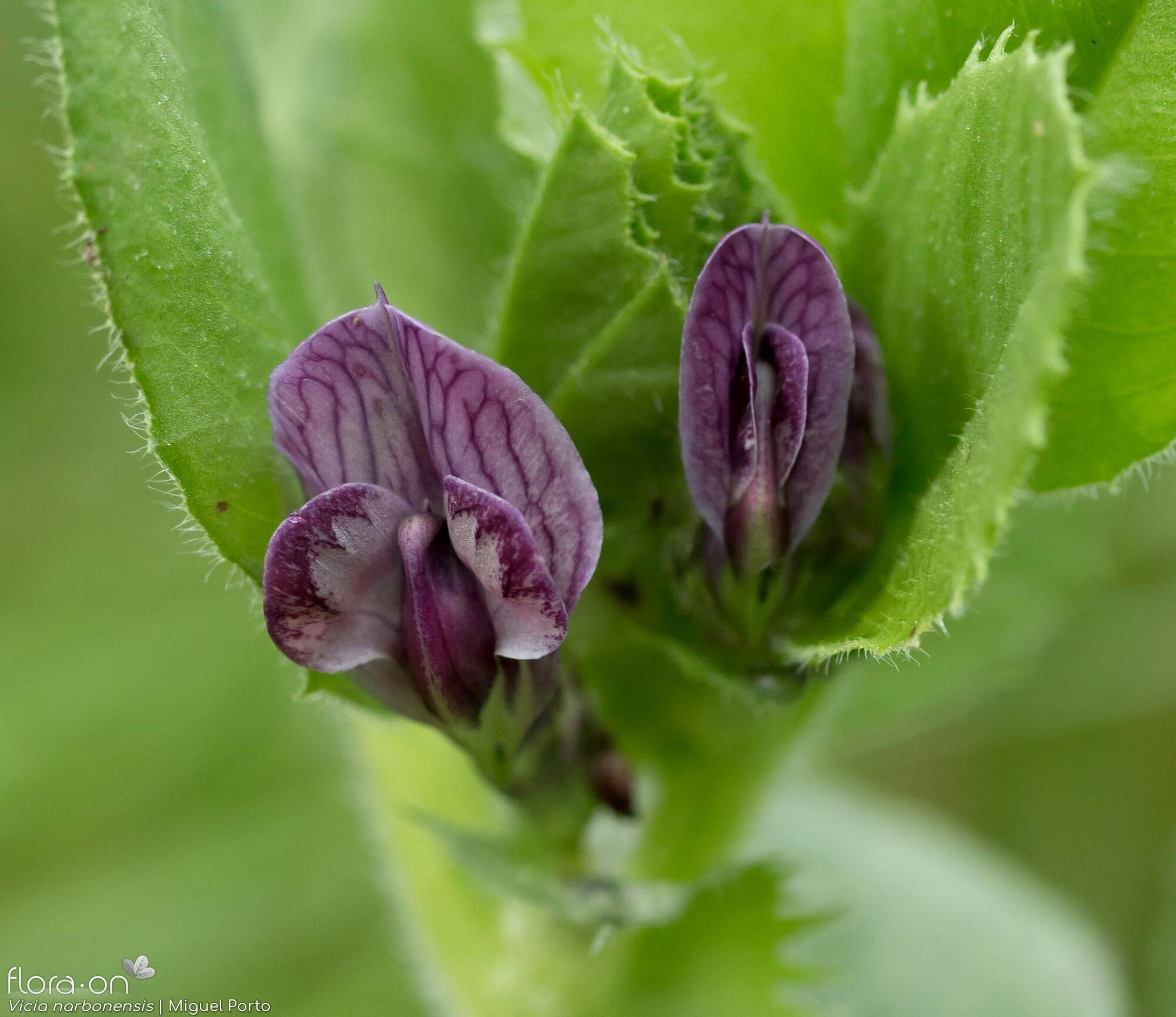 Vicia narbonensis - Flor (close-up) | Miguel Porto; CC BY-NC 4.0