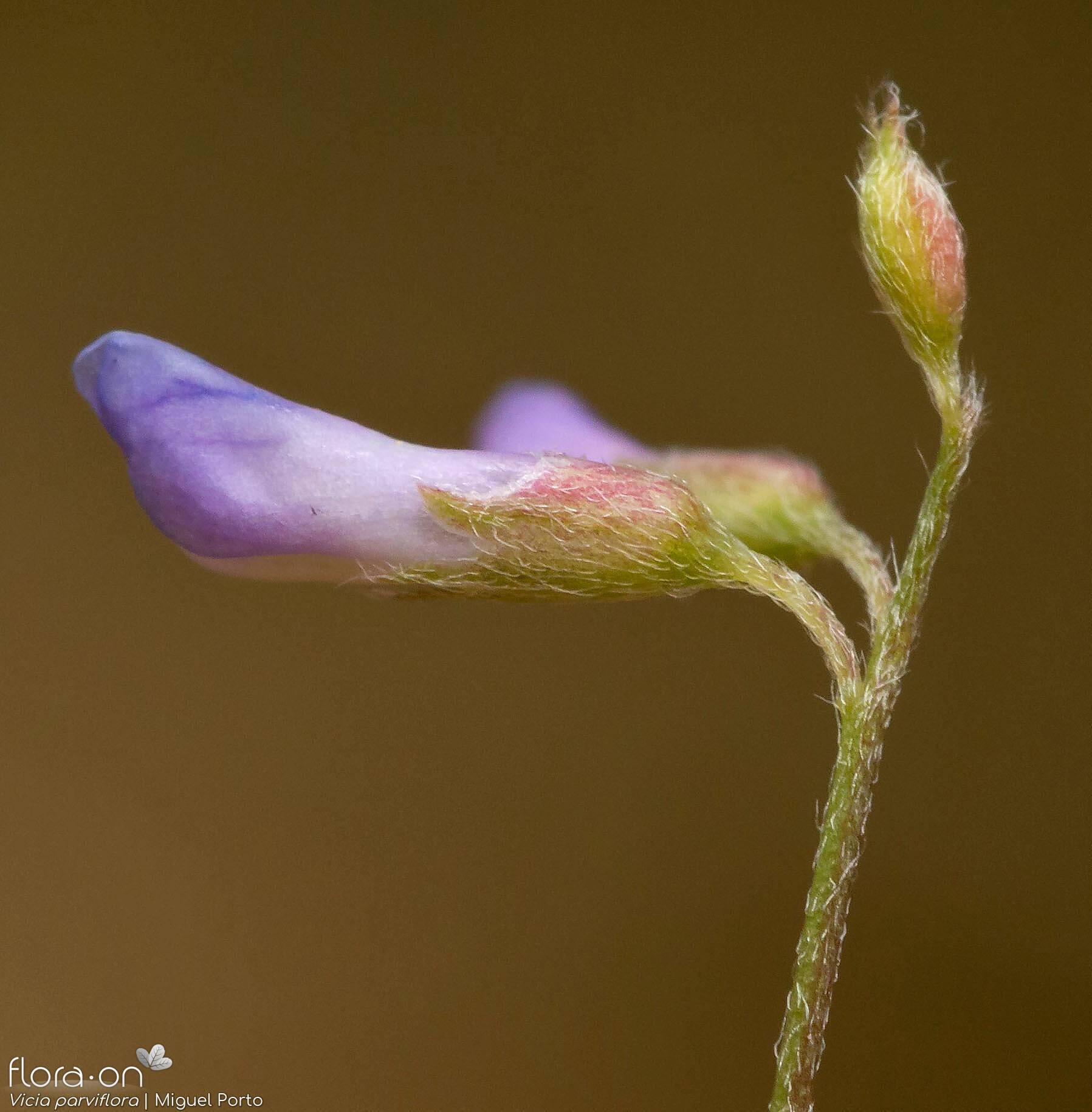 Vicia parviflora - Flor (close-up) | Miguel Porto; CC BY-NC 4.0
