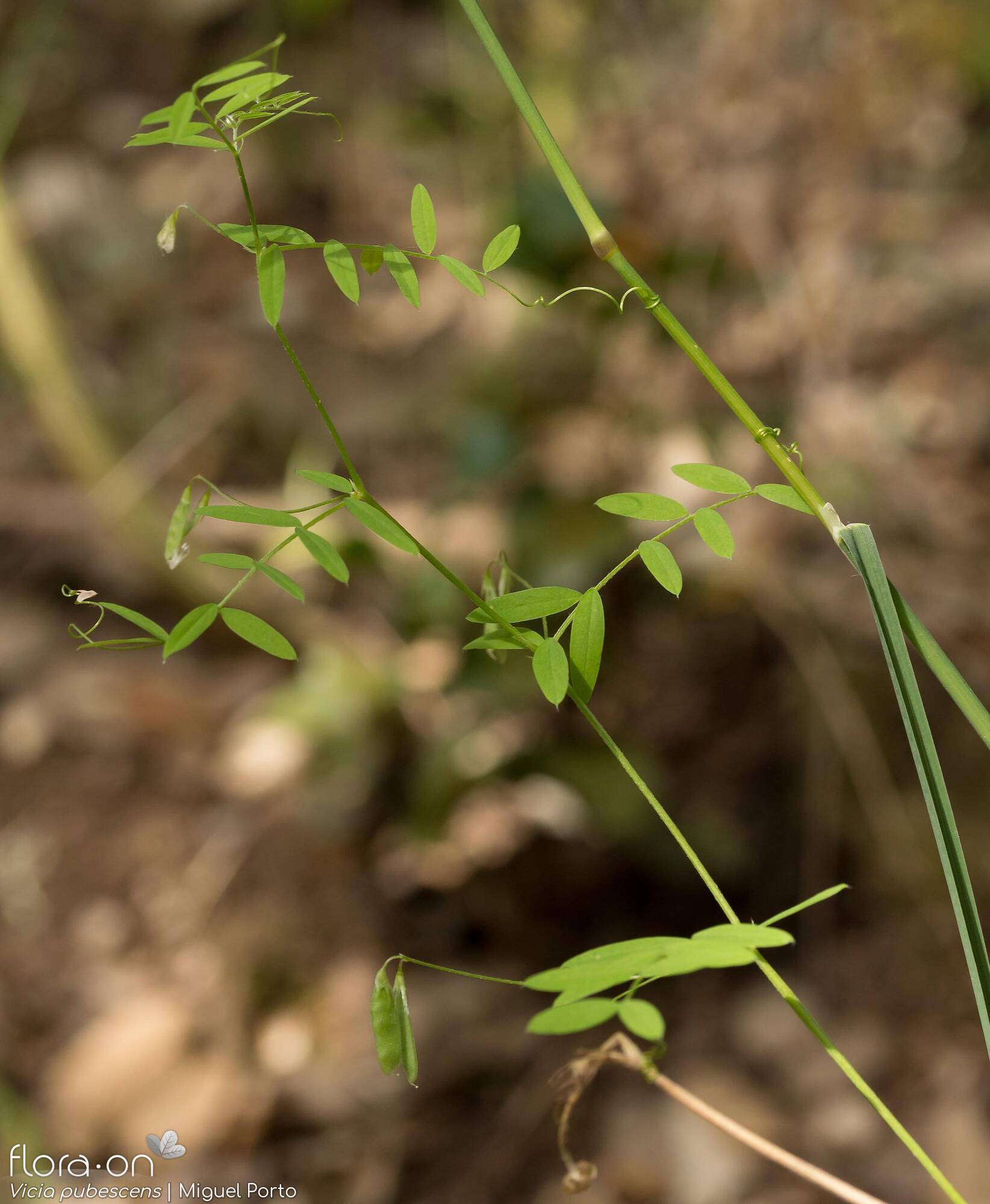 Vicia pubescens - Hábito | Miguel Porto; CC BY-NC 4.0