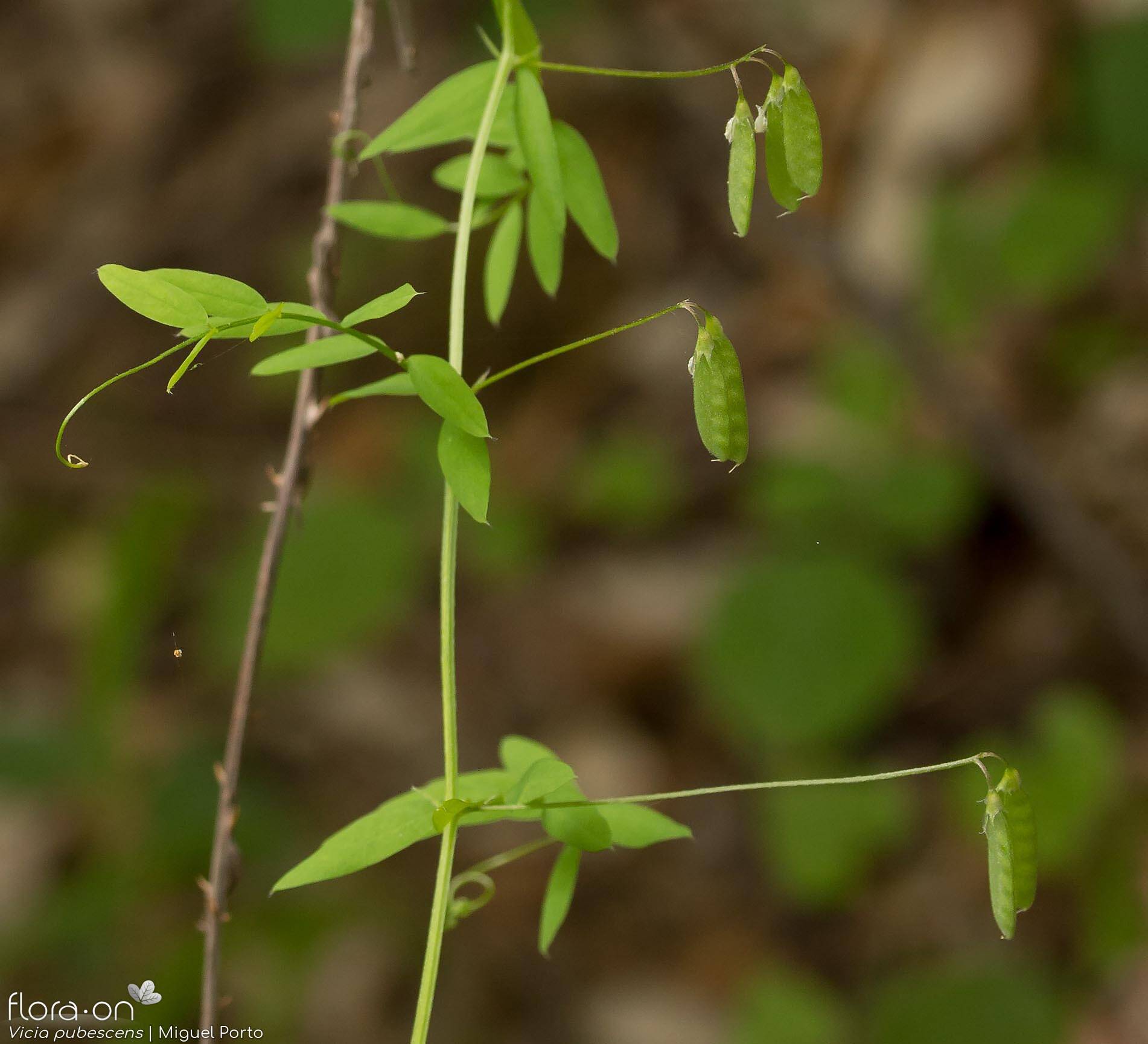 Vicia pubescens - Folha (geral) | Miguel Porto; CC BY-NC 4.0