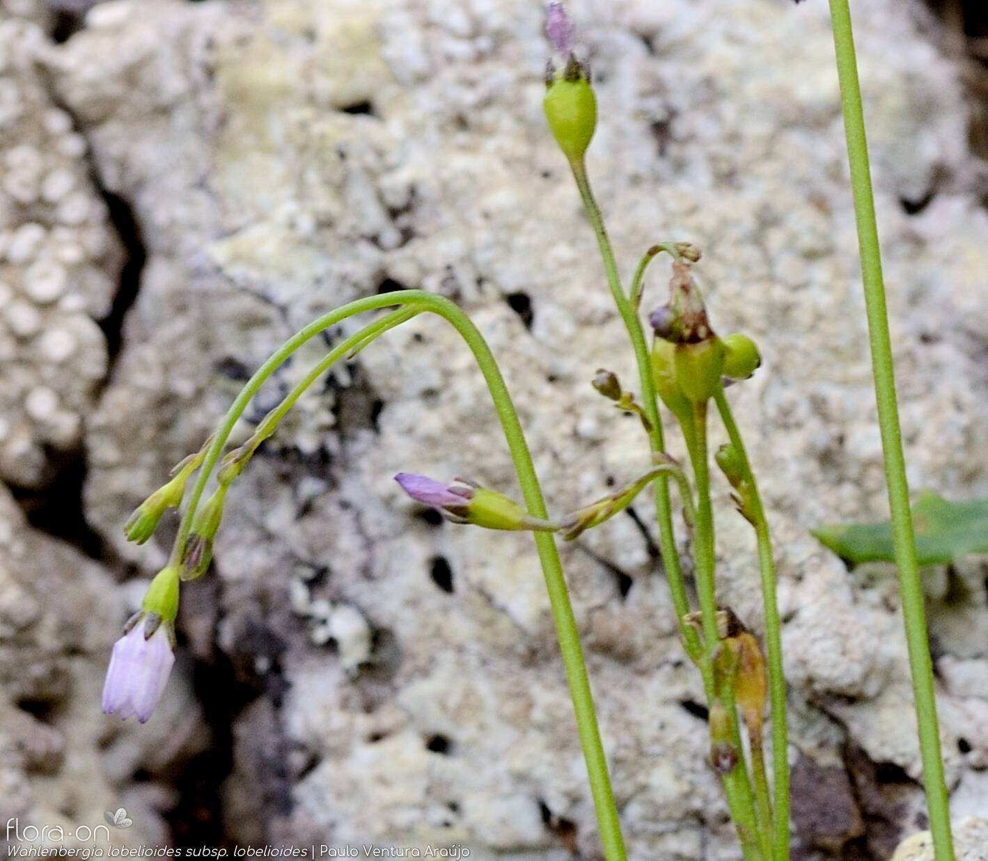 Wahlenbergia lobelioides lobelioides - Flor (geral) | Paulo Ventura Araújo; CC BY-NC 4.0